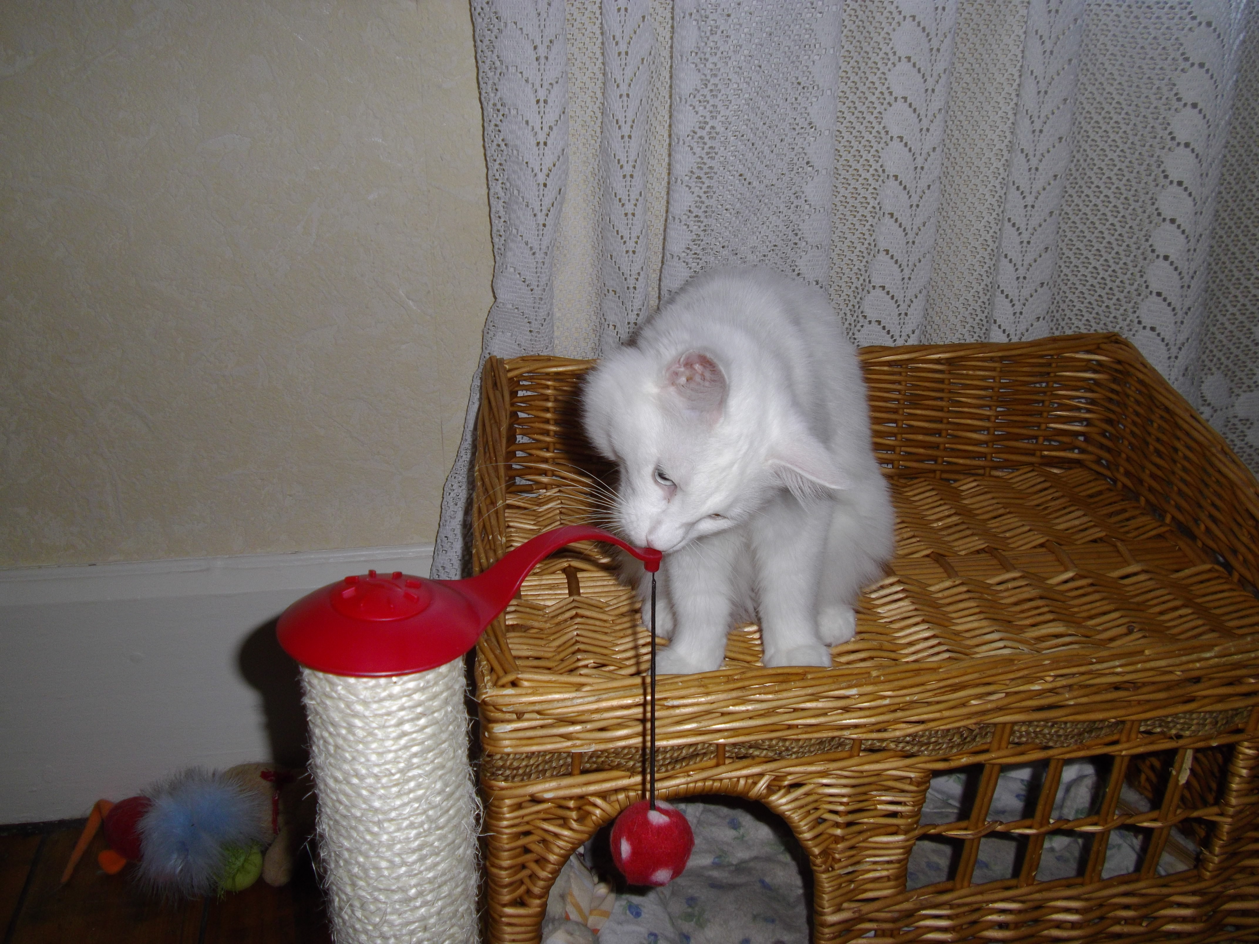 Imgp0227