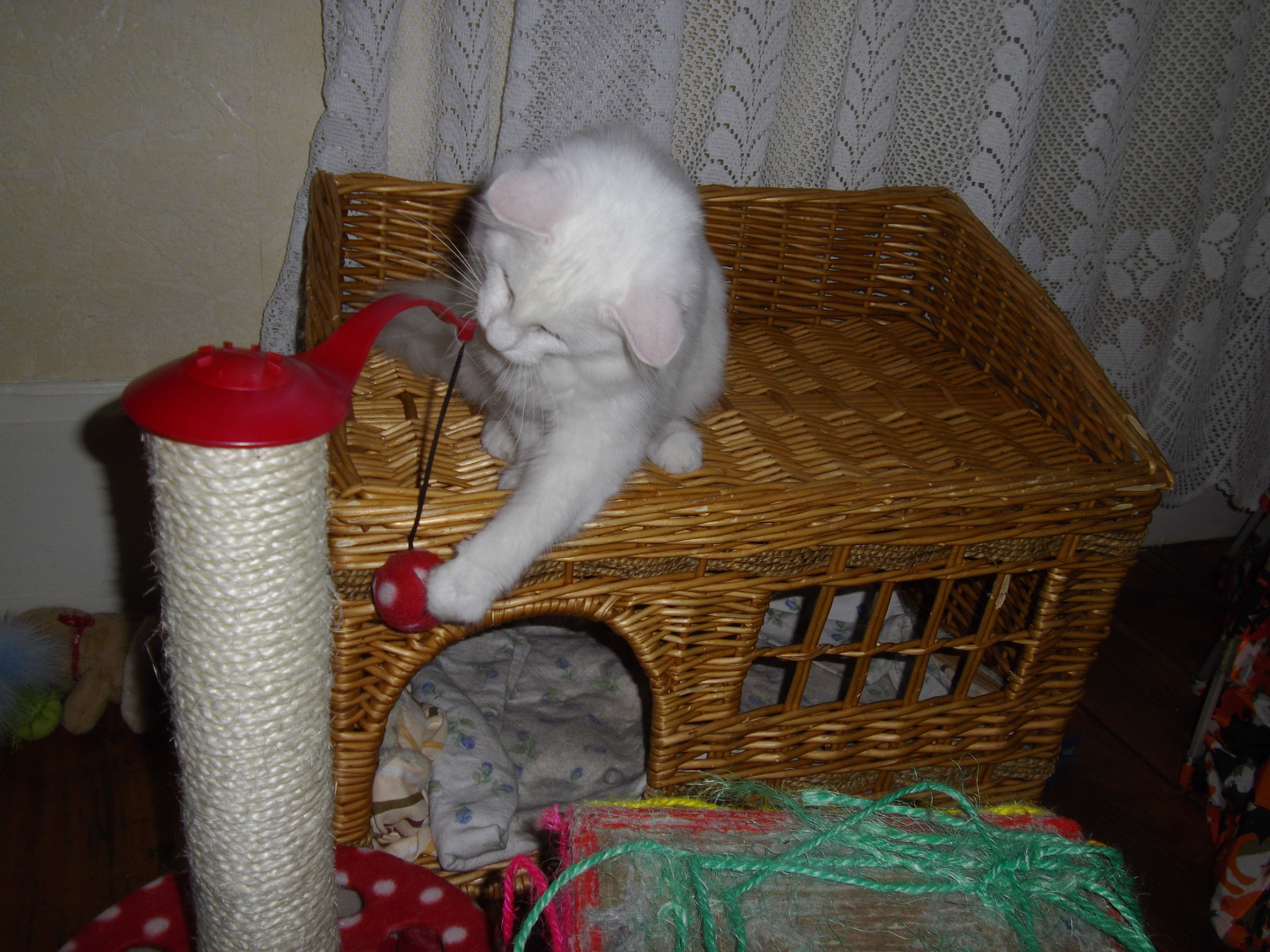 Imgp0228