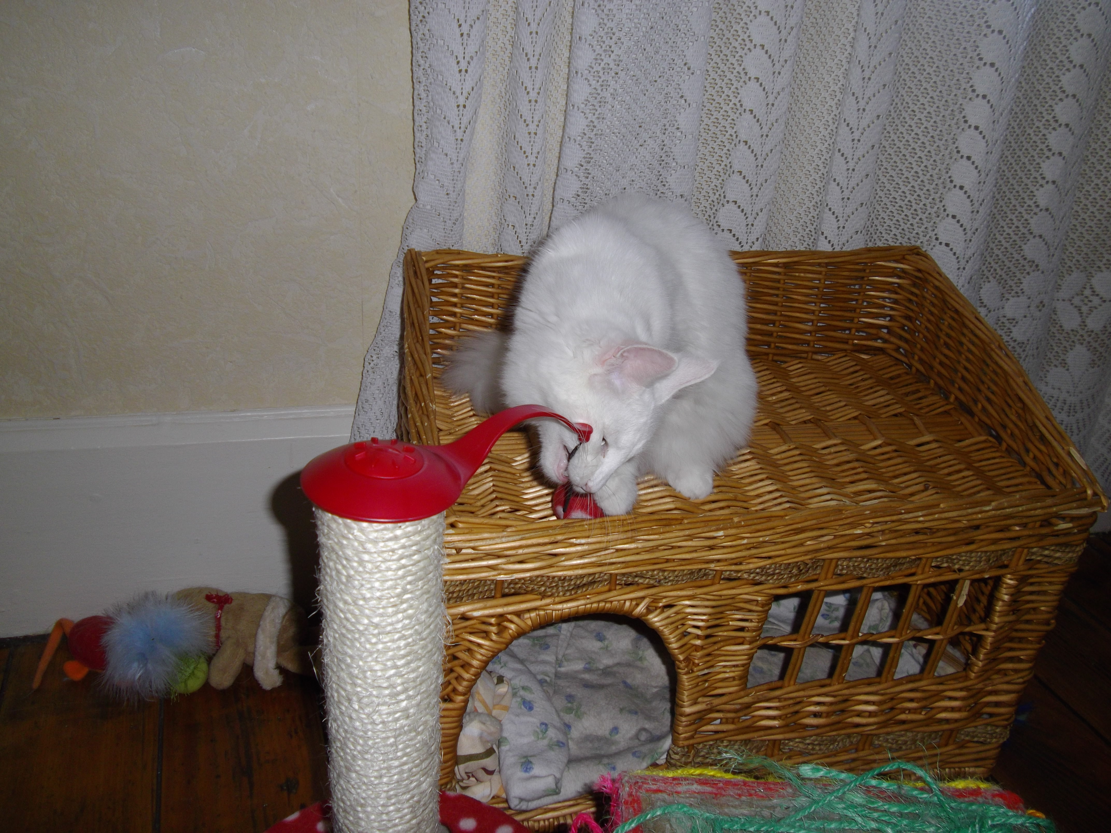 Imgp0230