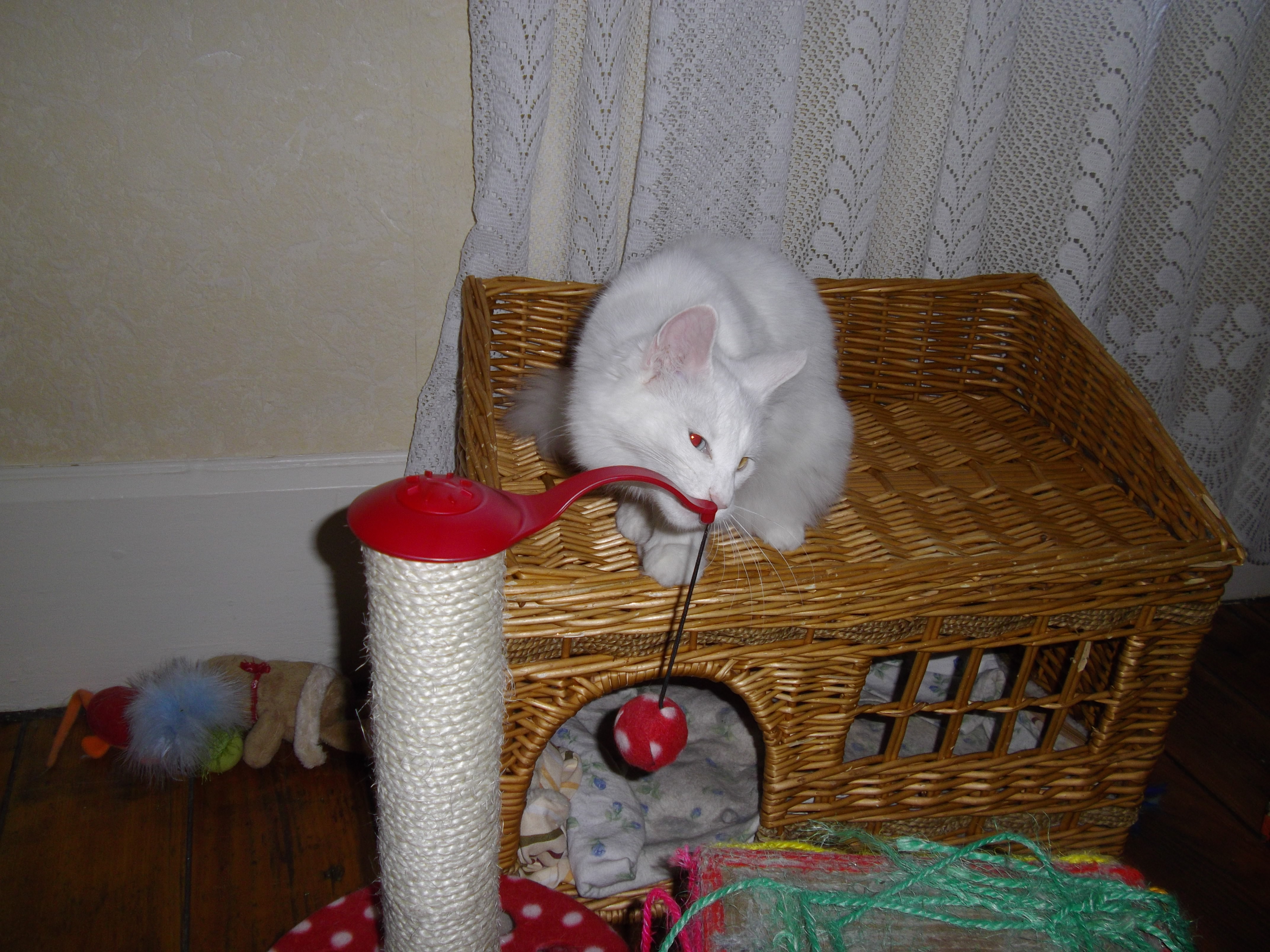 Imgp0232