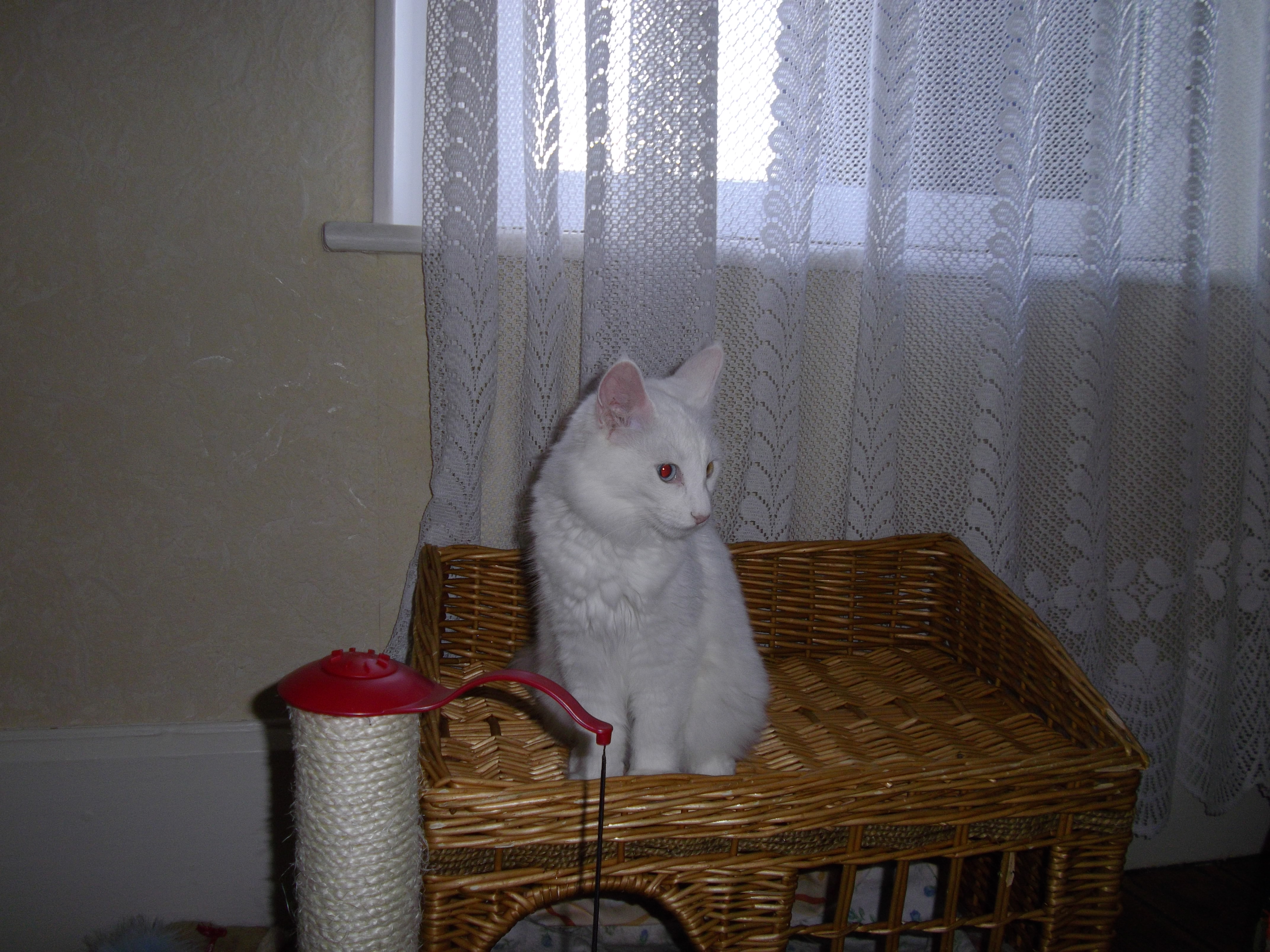 Imgp0237