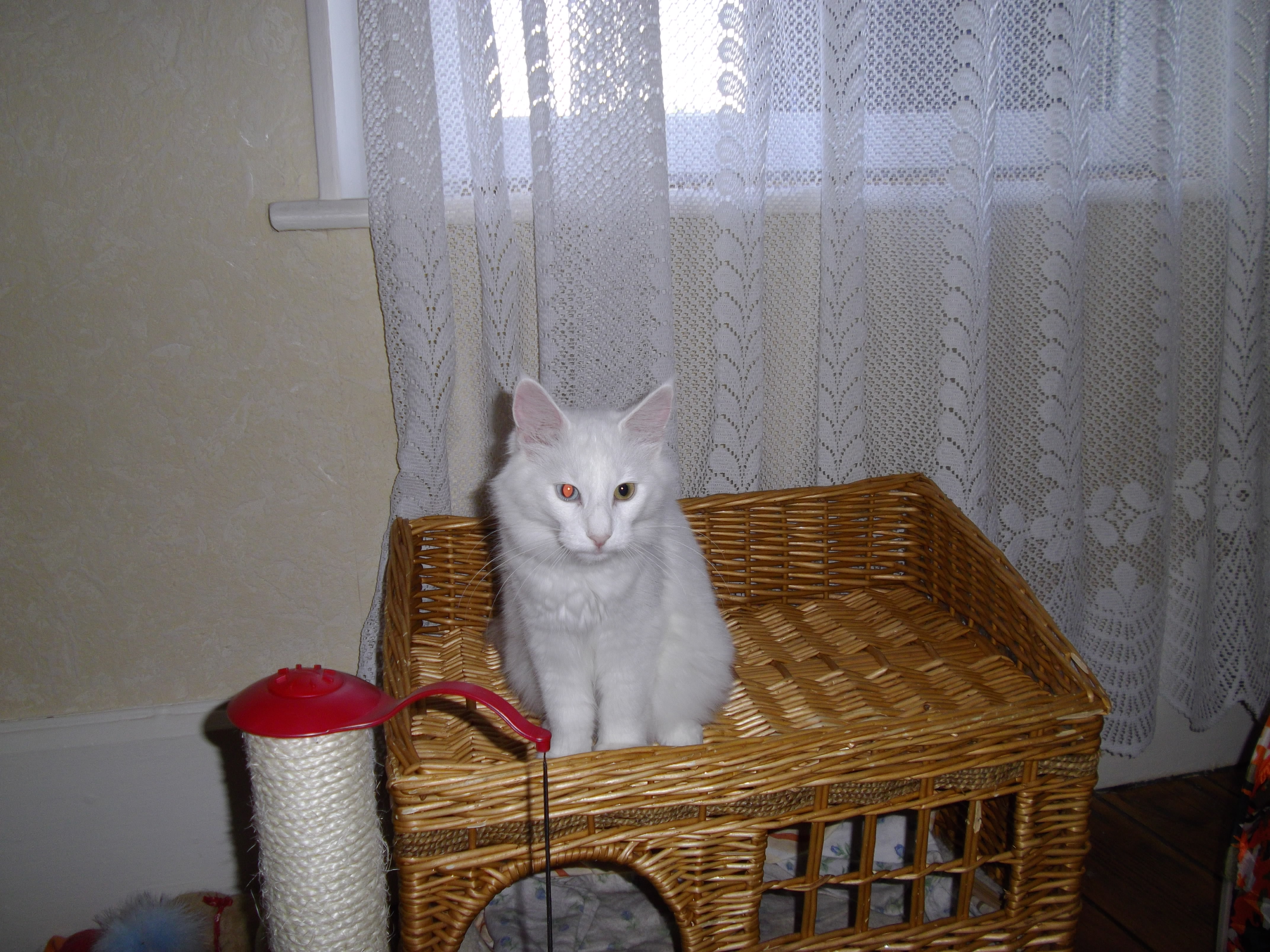 Imgp0238