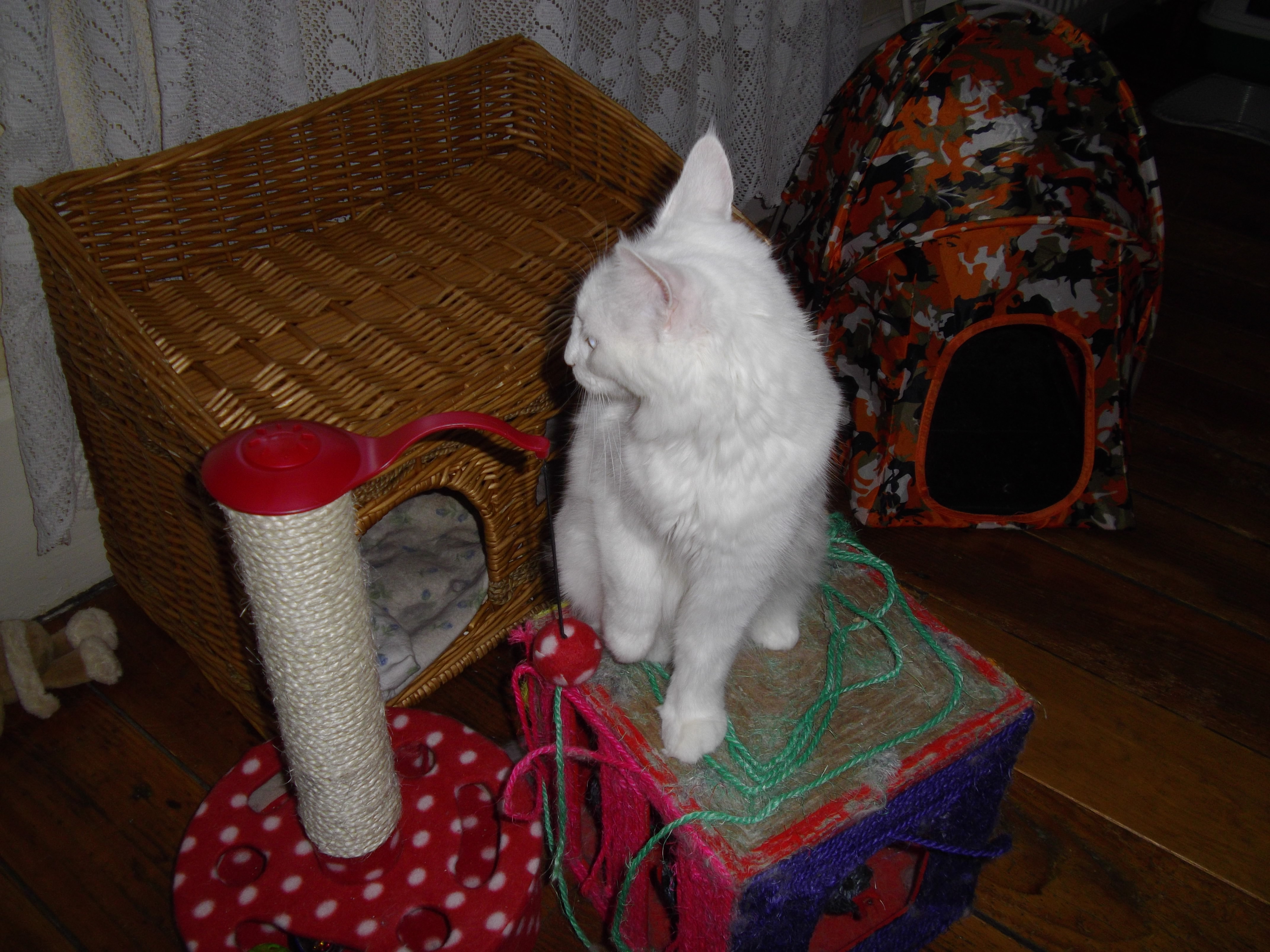 Imgp0242