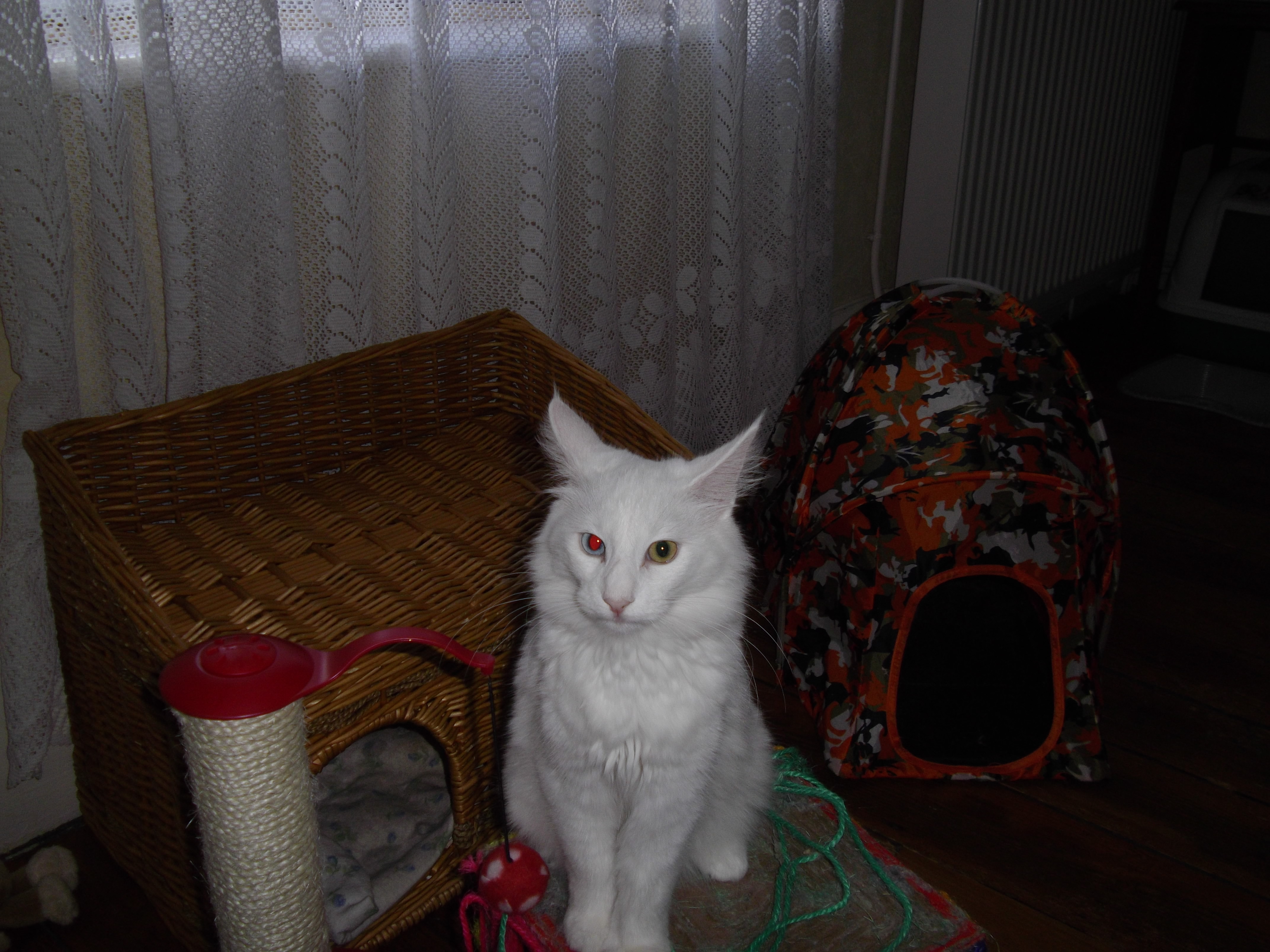 Imgp0243
