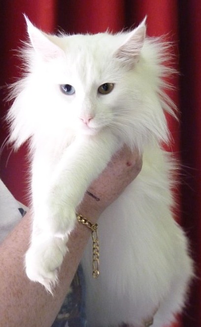 Royal canin