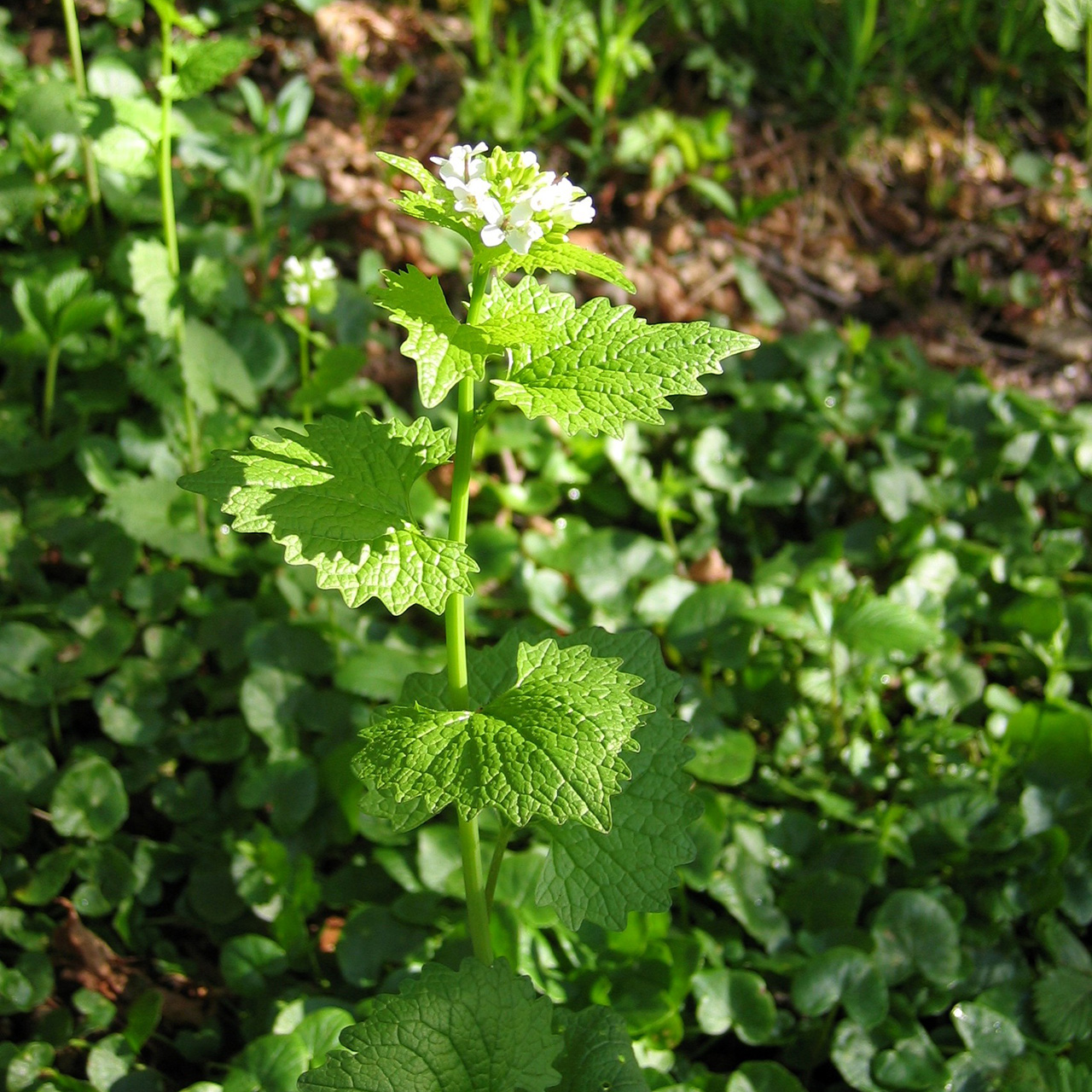 Alliaire officinale