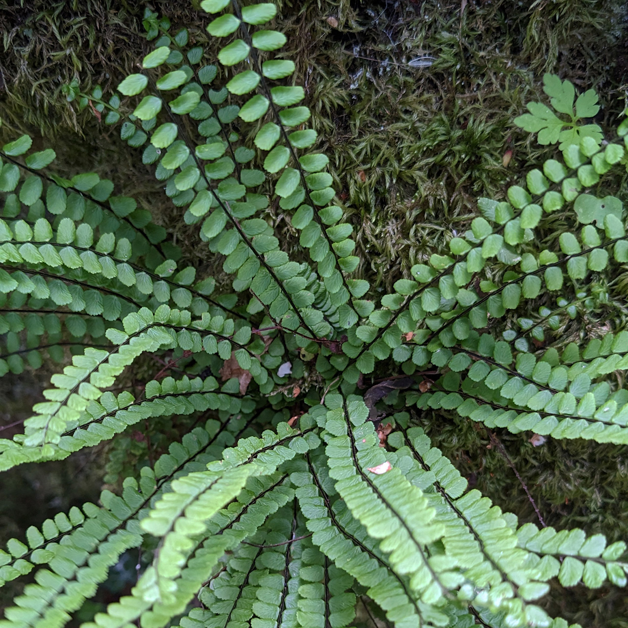 Capillaire des murailles