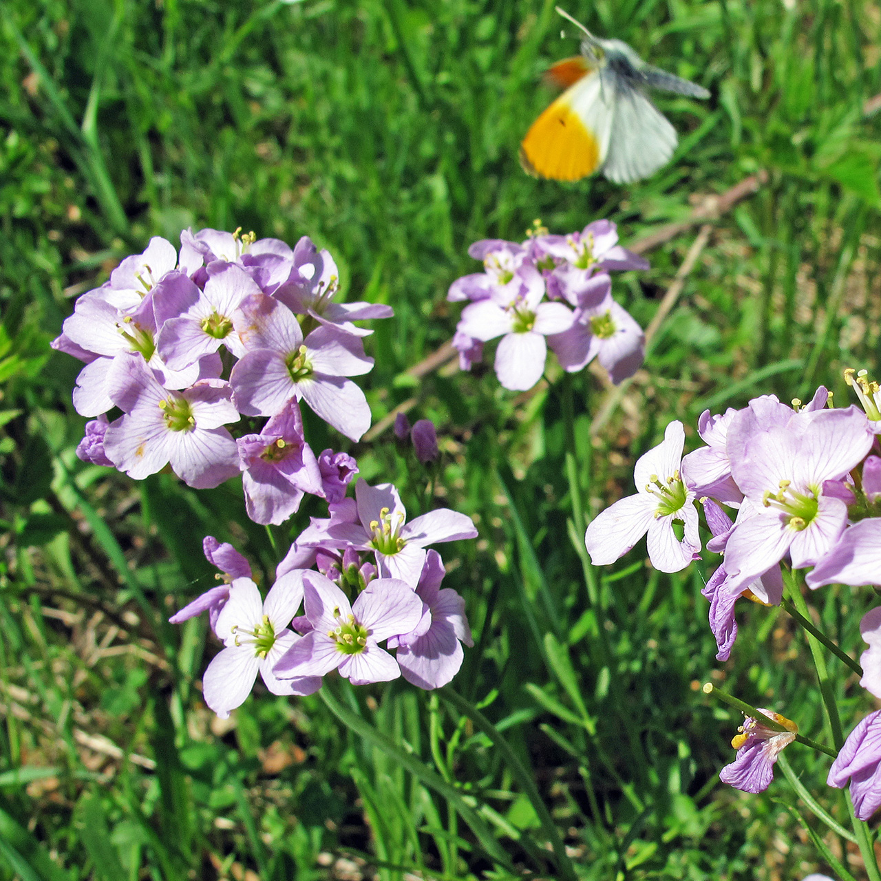 Cardamine des prés