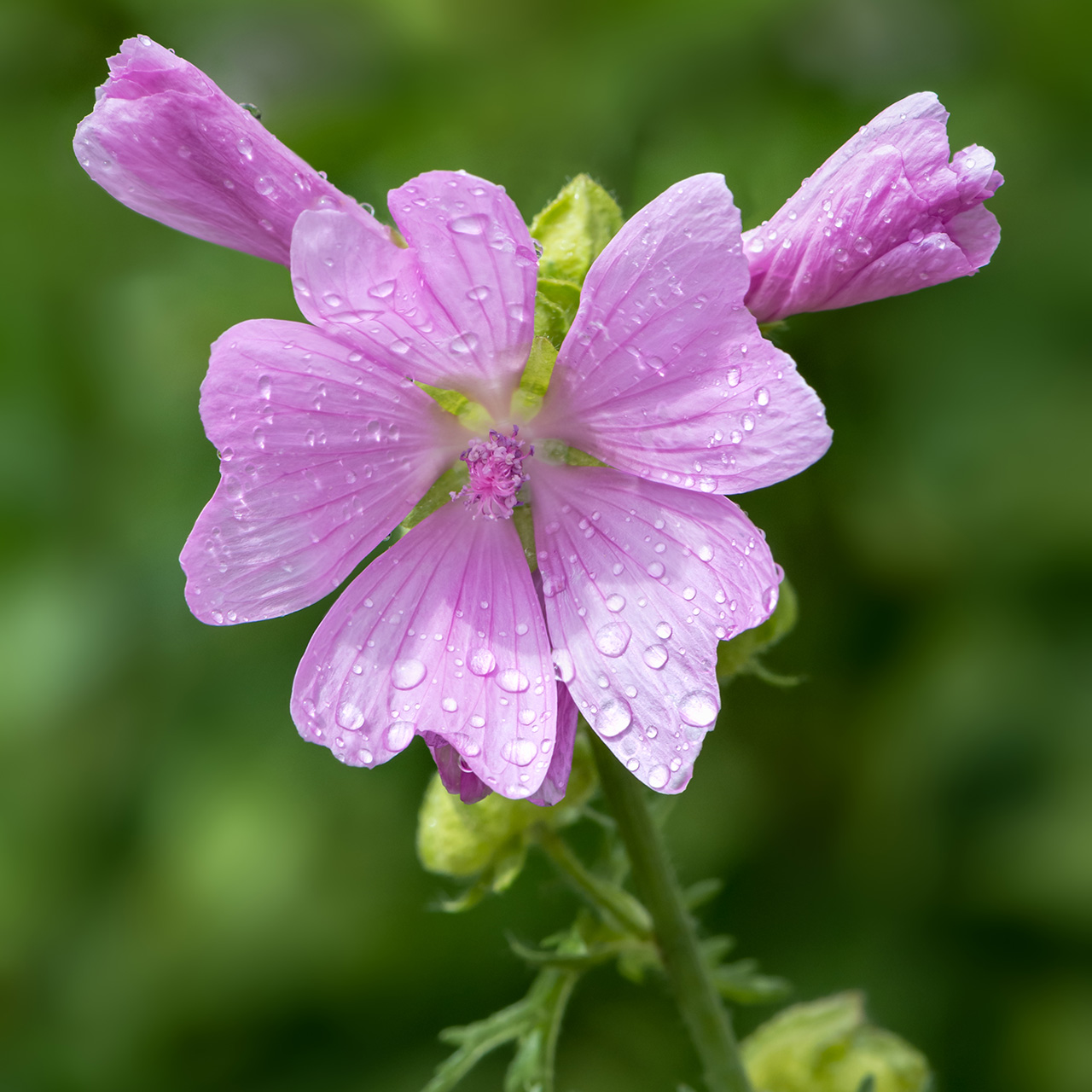 Mauve musquée