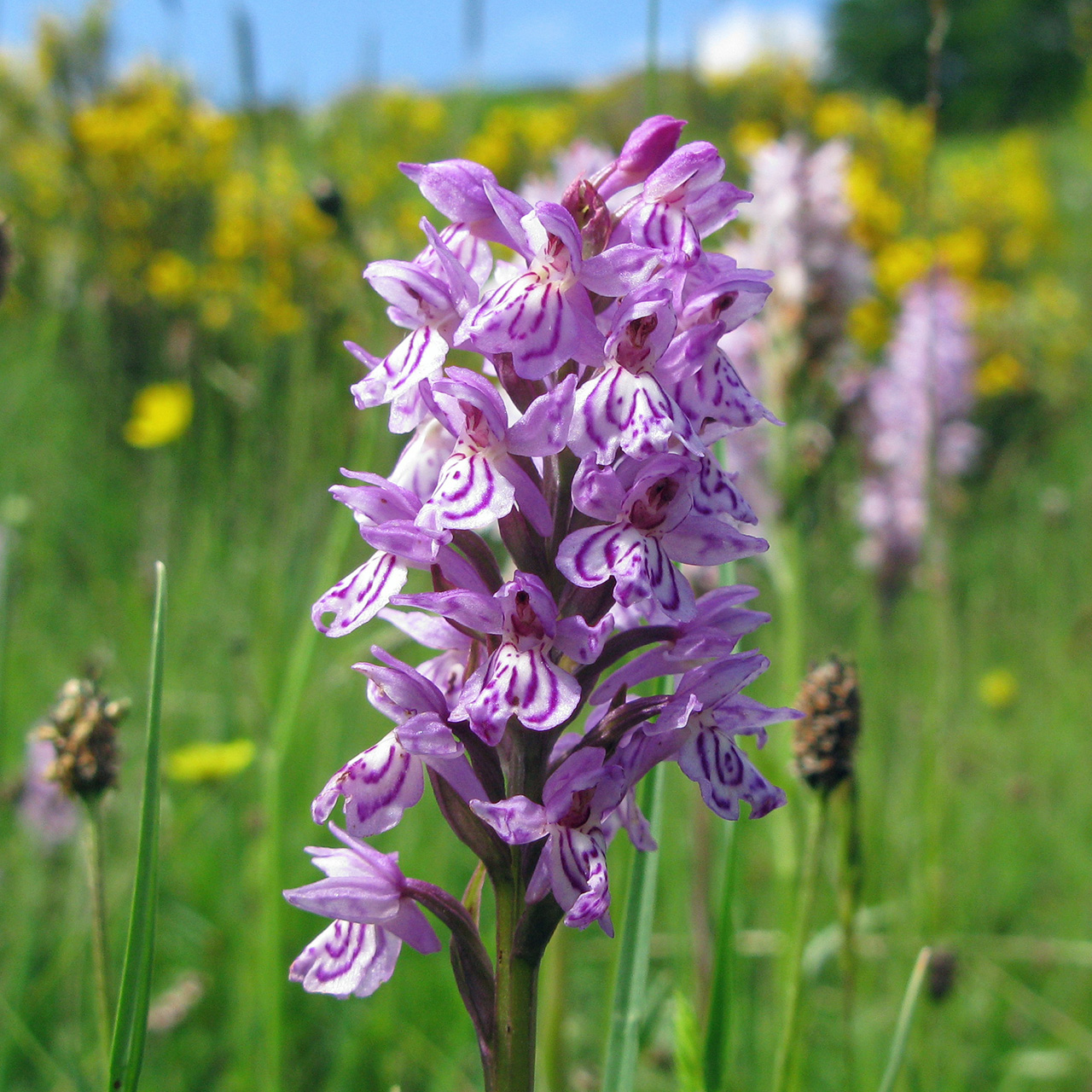 Orchis tacheté