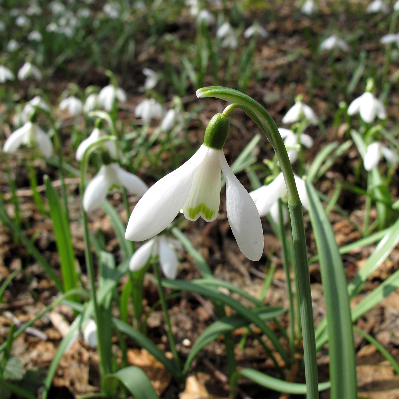 Perce-neige