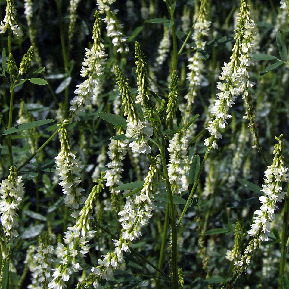 Mélilot blanc