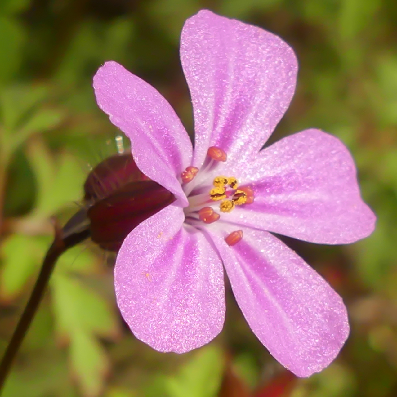 Géranium Herbe-à-Robert