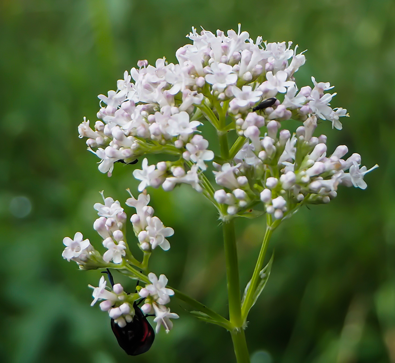 Valériane officinale