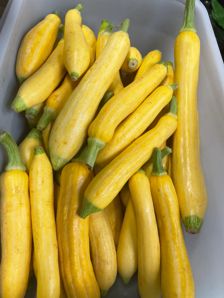 courgettes jaunes bio locales et de saison