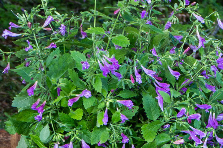 Calament à grandes fleurs