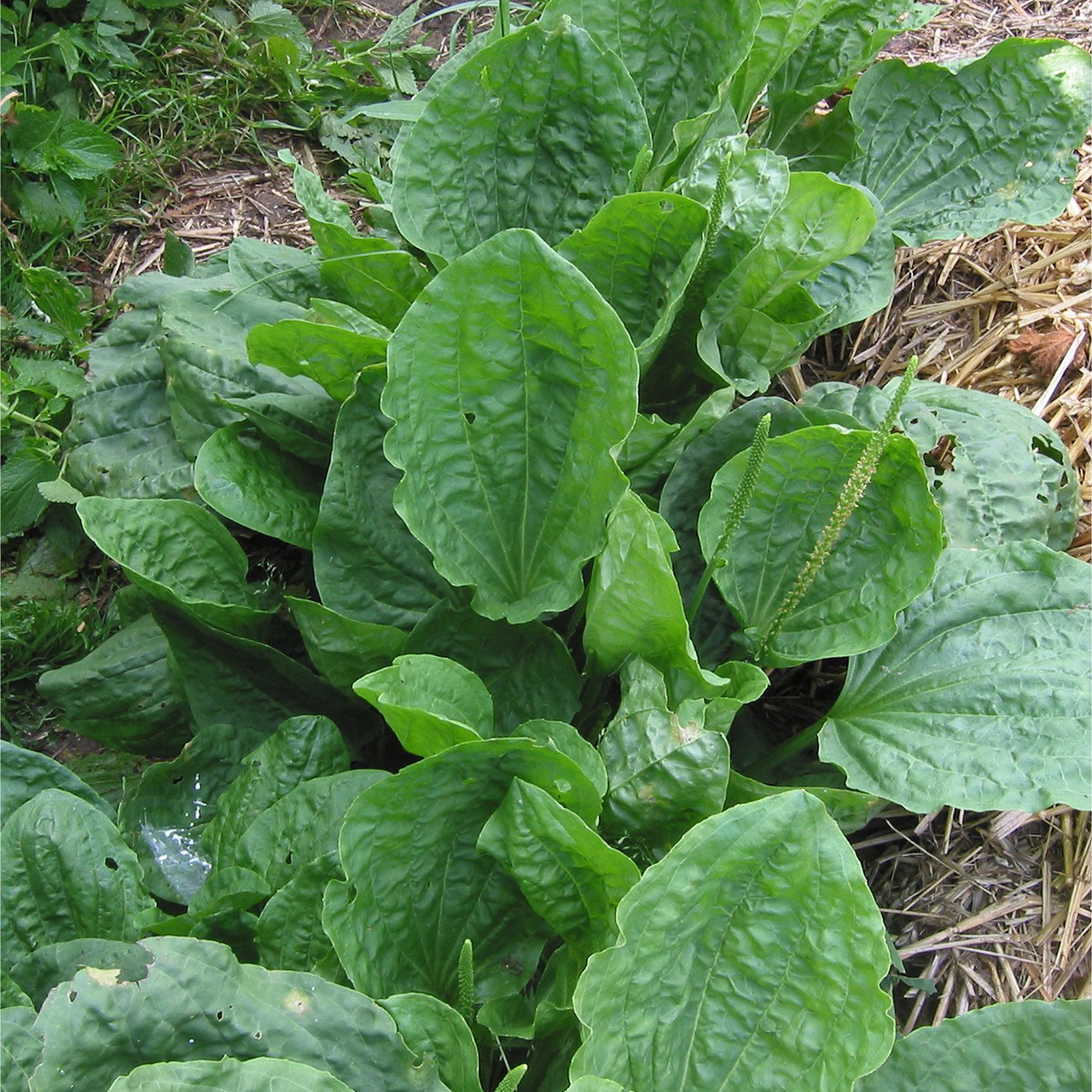 Grand plantain