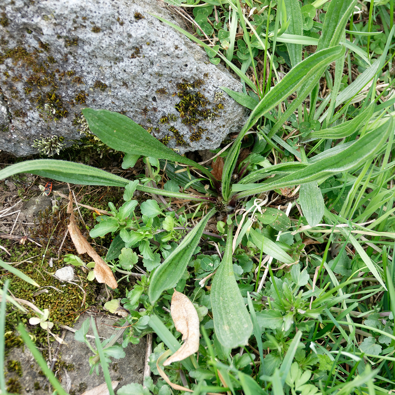 Plantain lancéolé