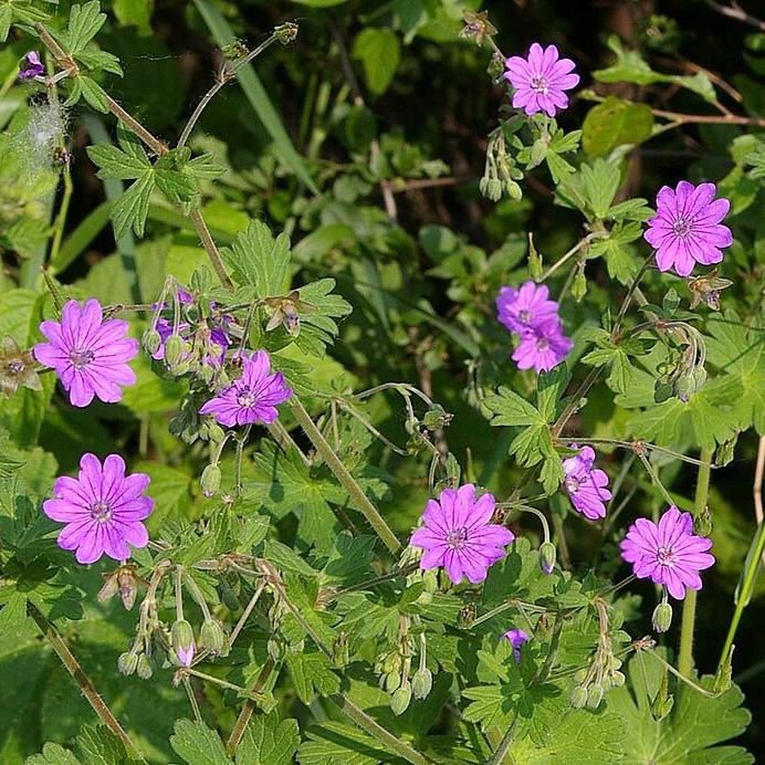 Géranium des Pyrénées