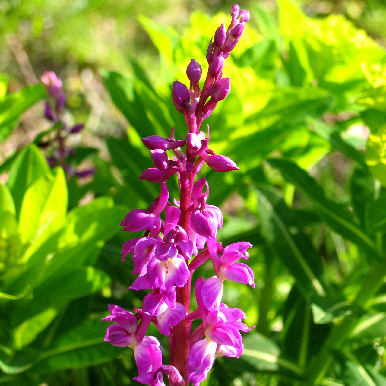 Orchis mâle