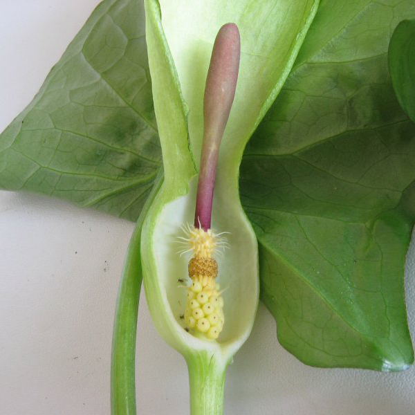 Arum tacheté
