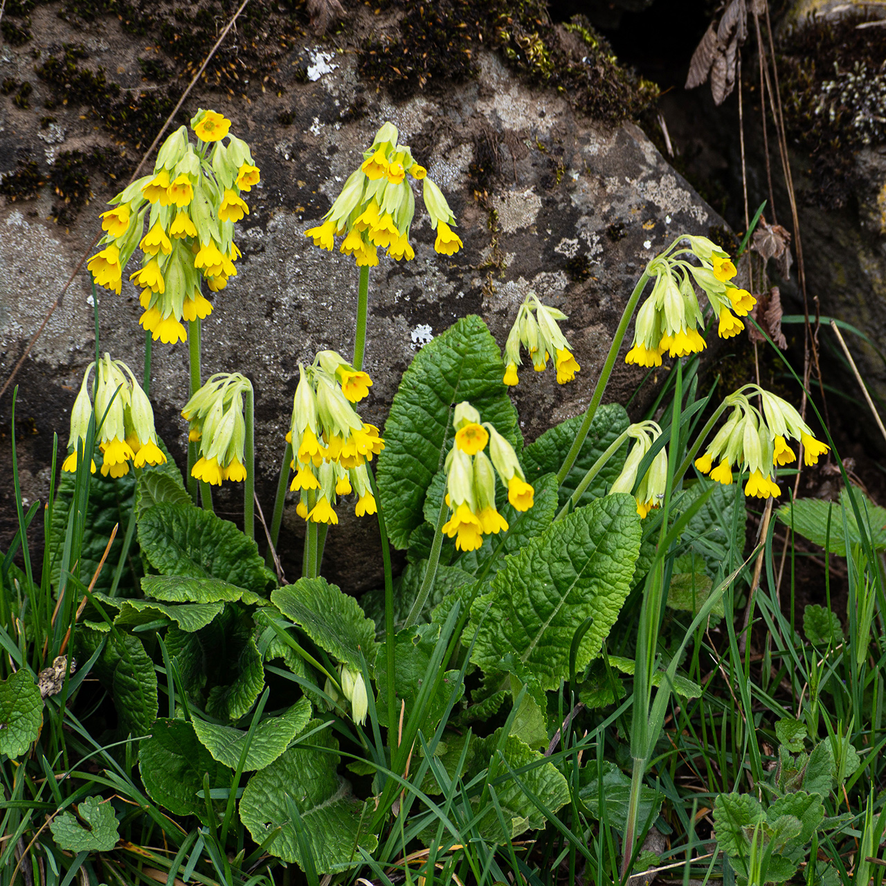 Primevère officinale