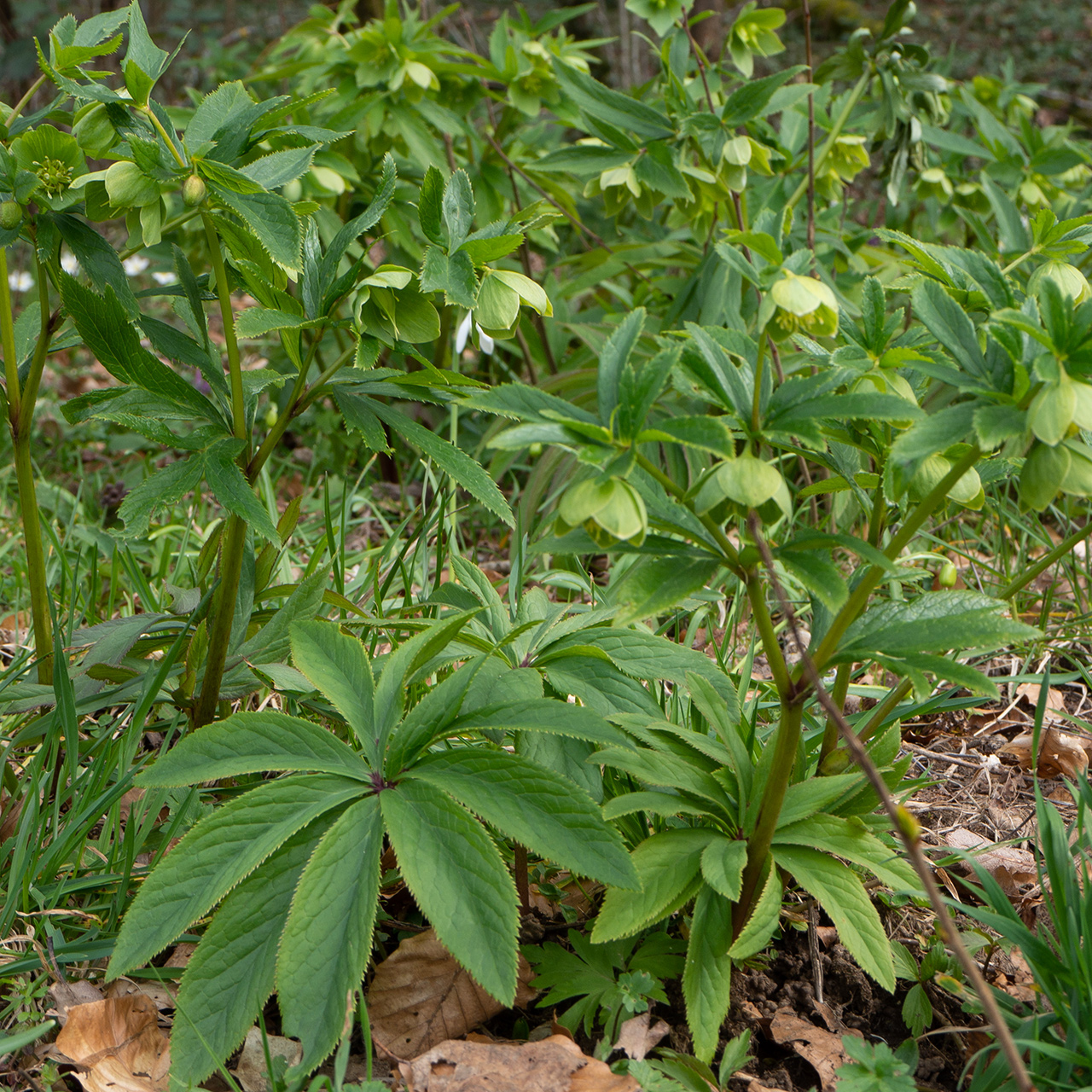 Hellébore vert