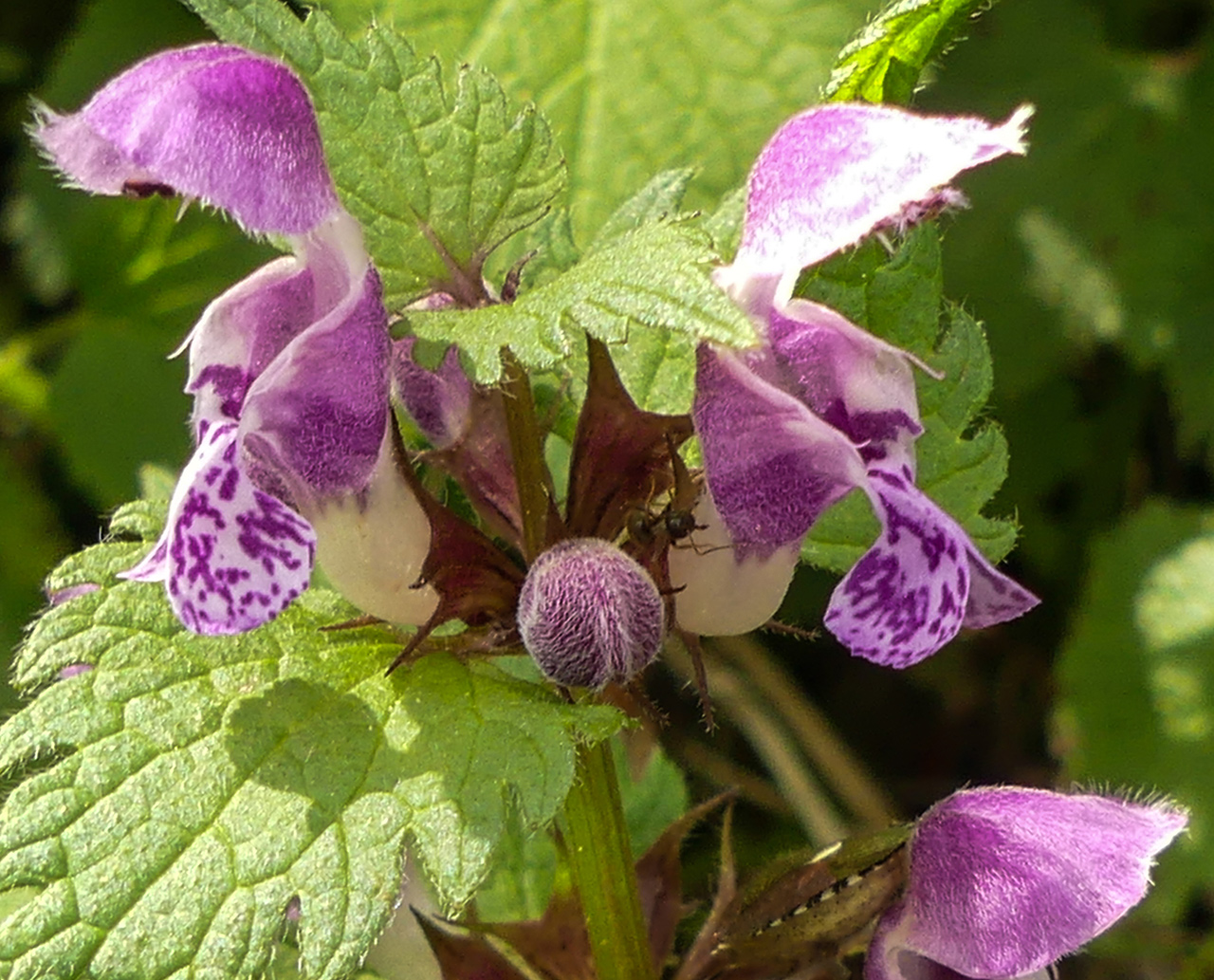 Lamier pourpre