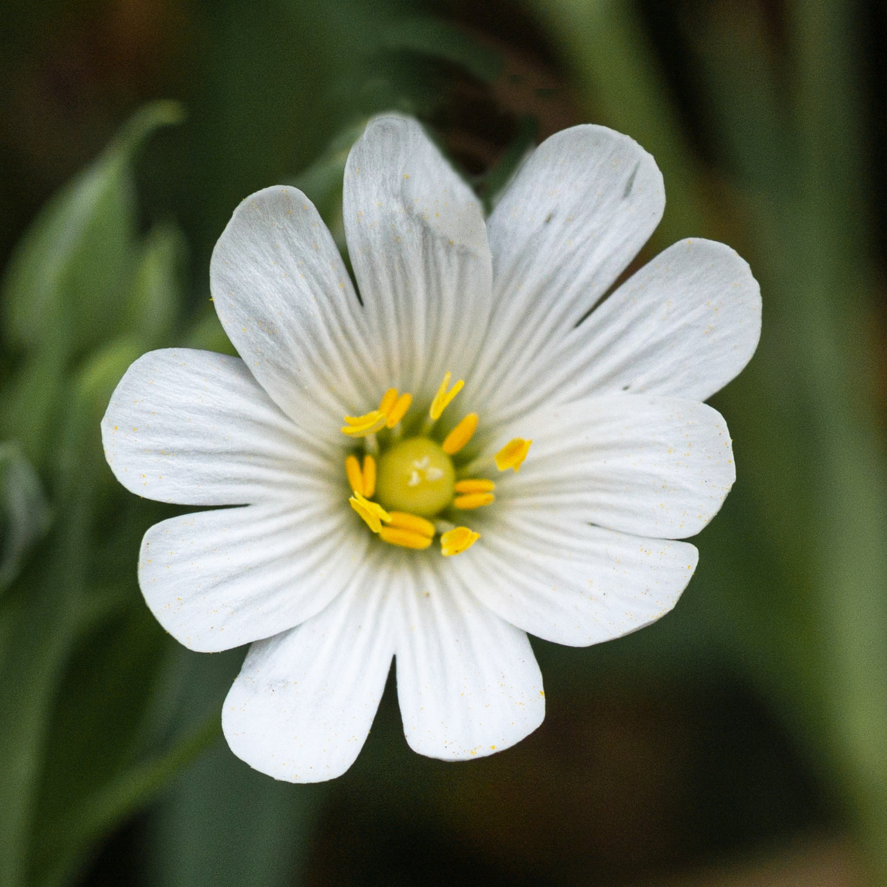 Stellaire holostée