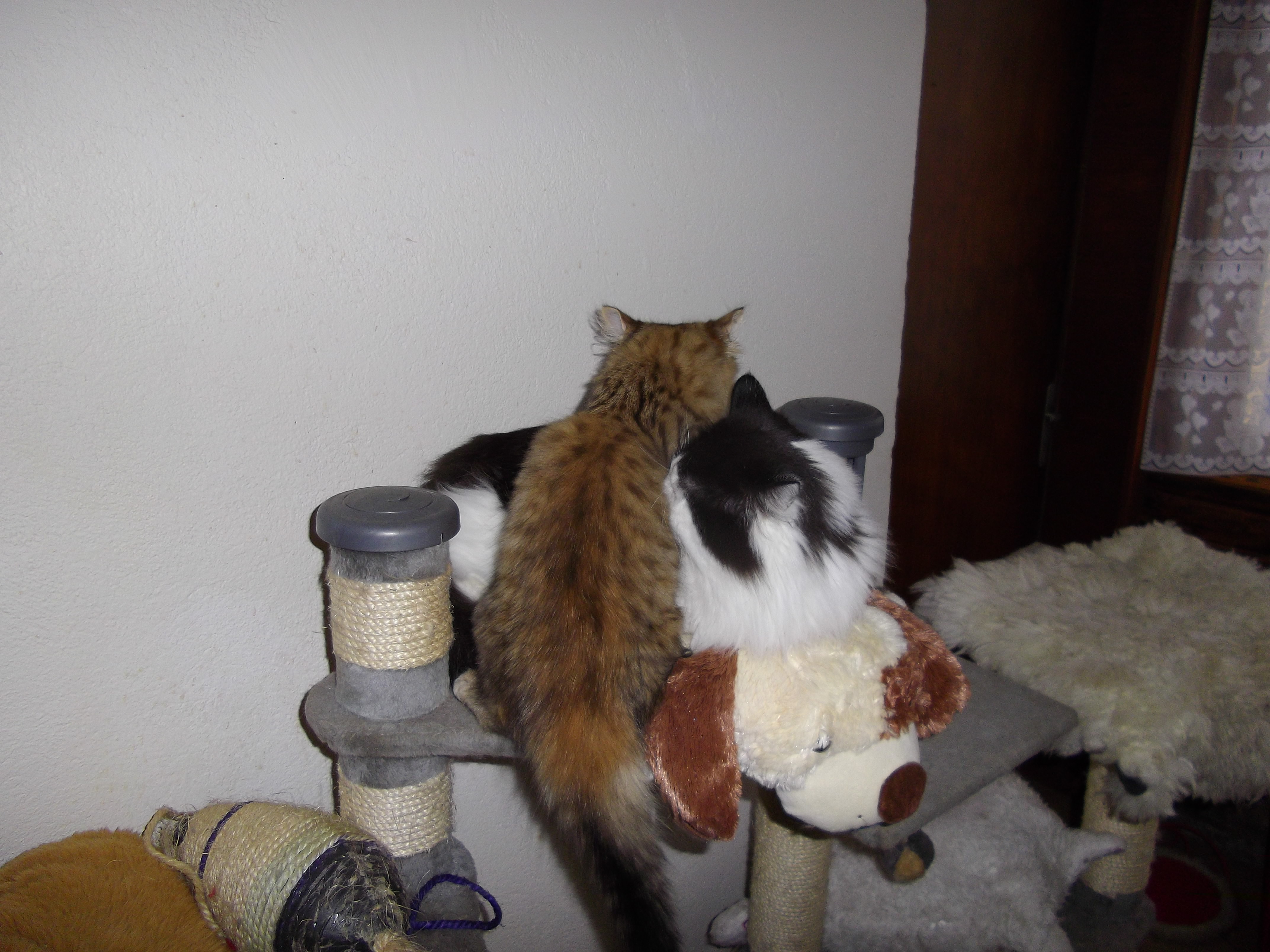Imgp0670