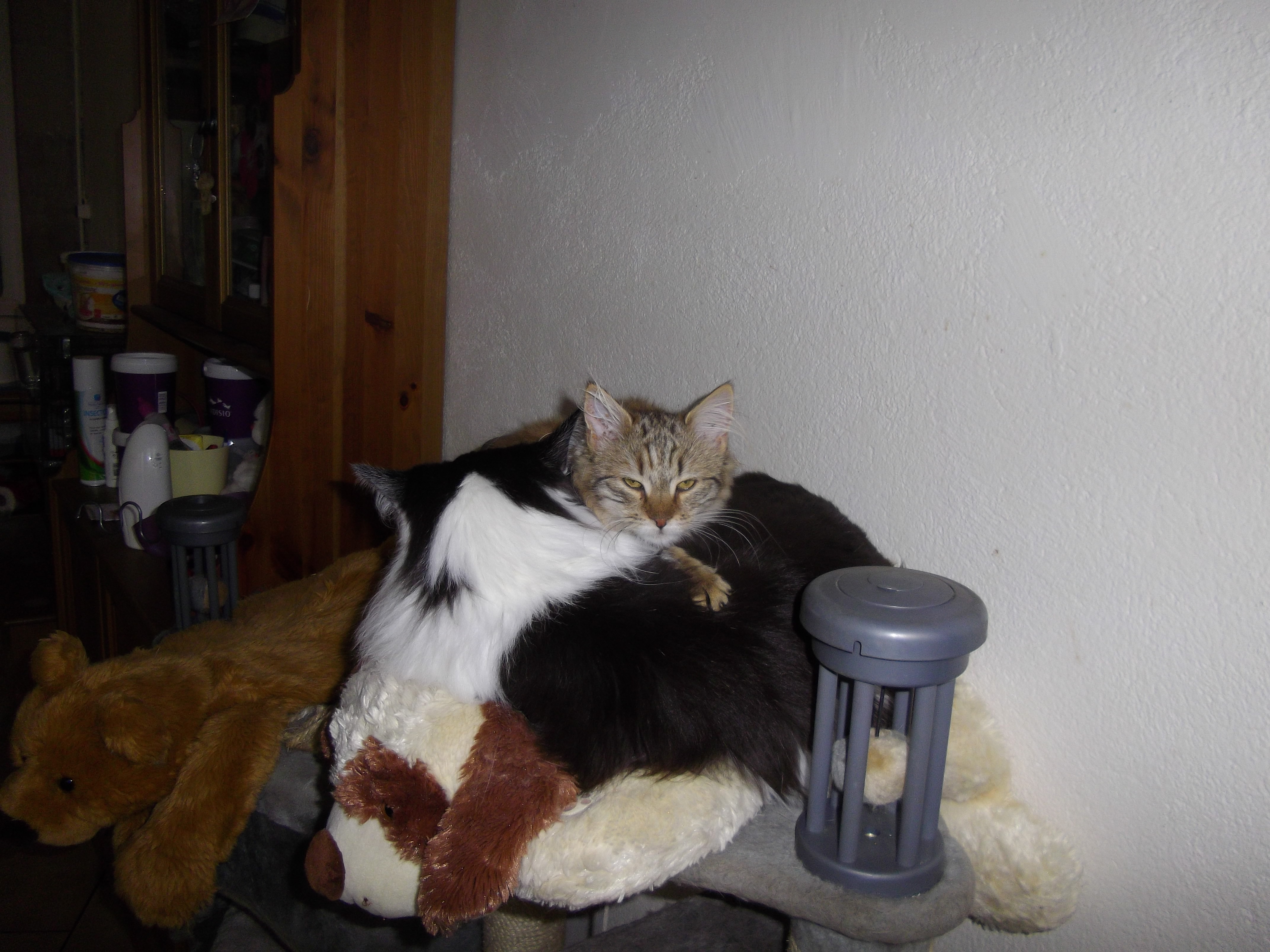 Imgp0672