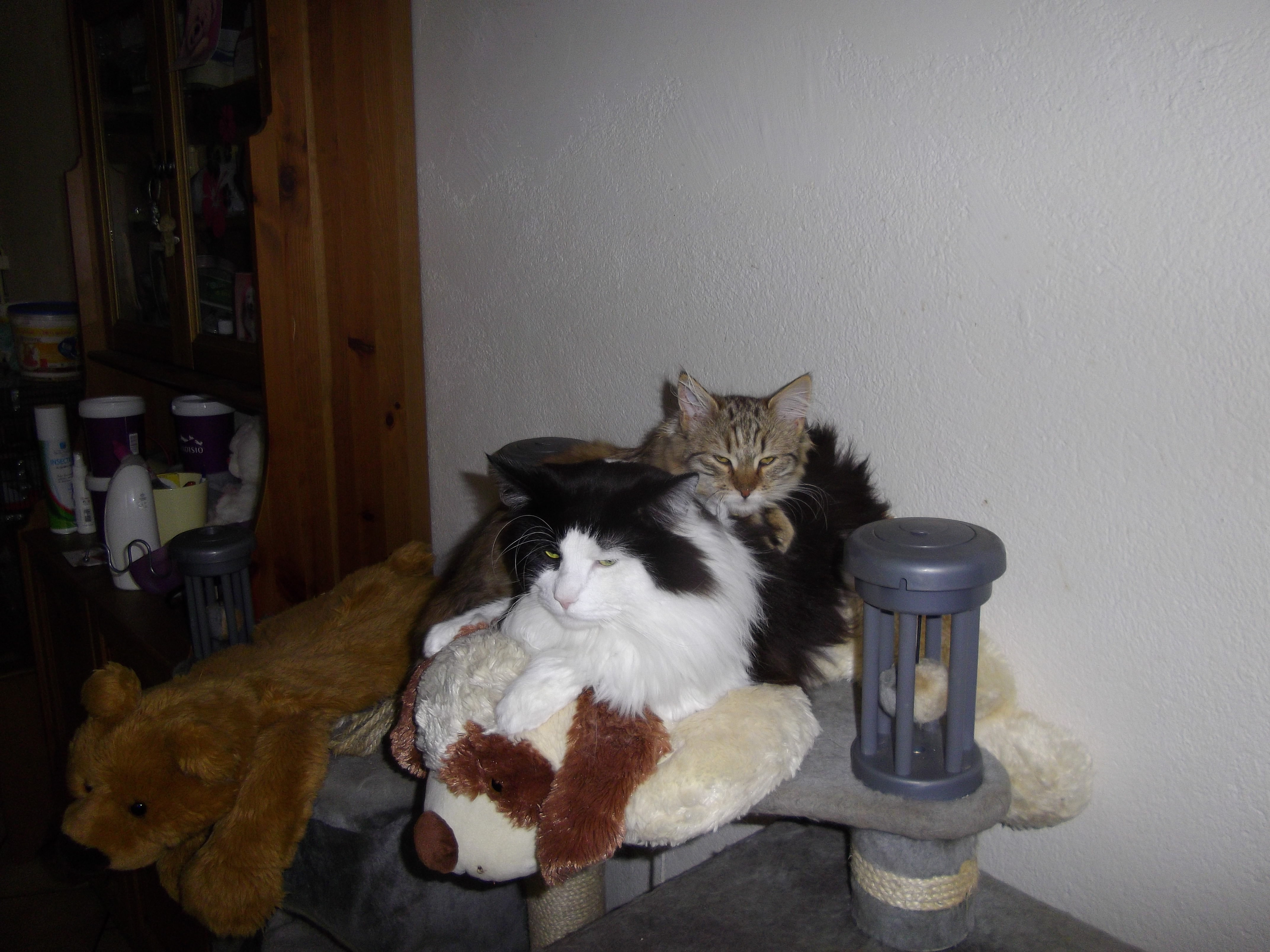 Imgp0674