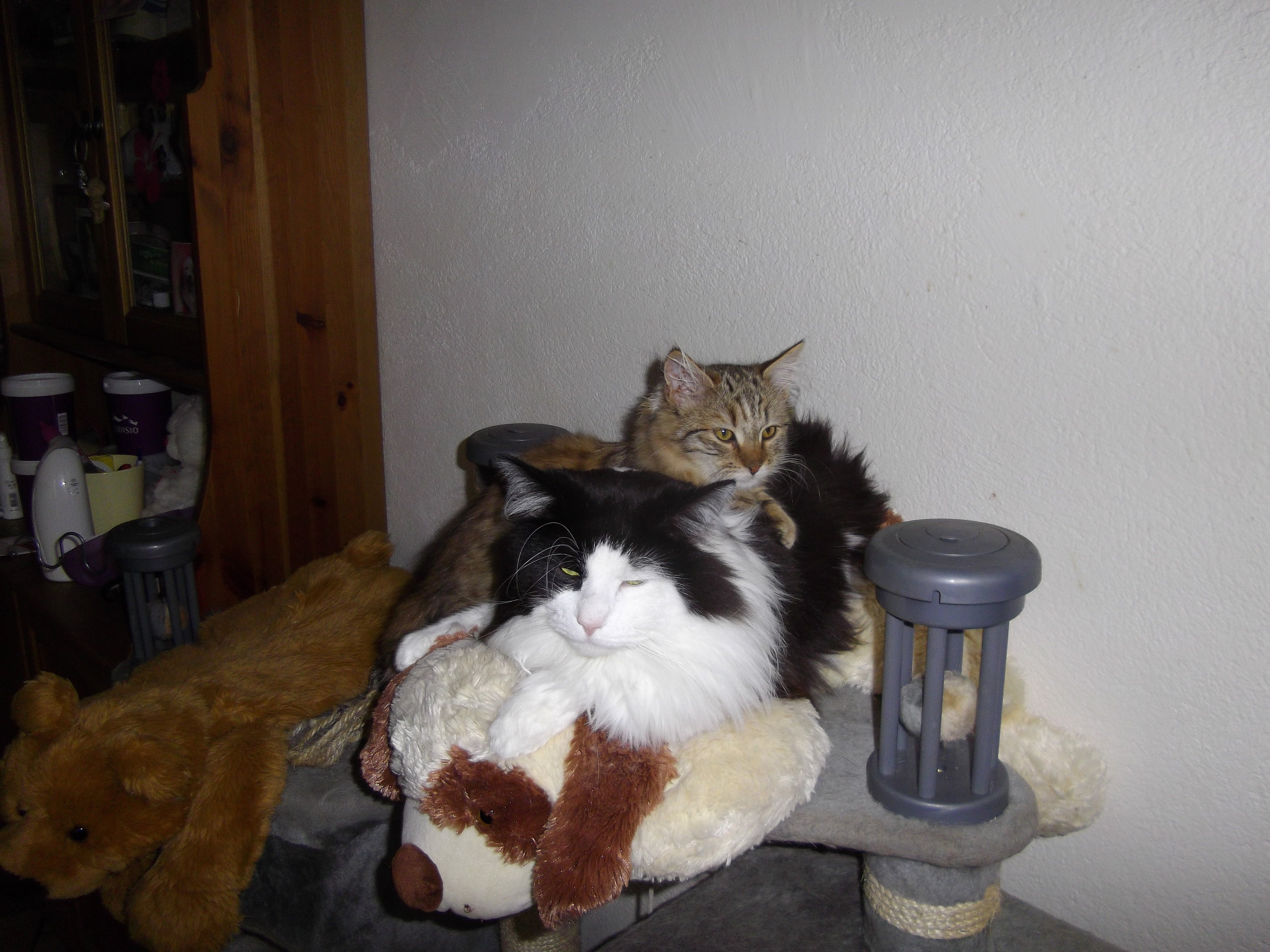 Imgp0675