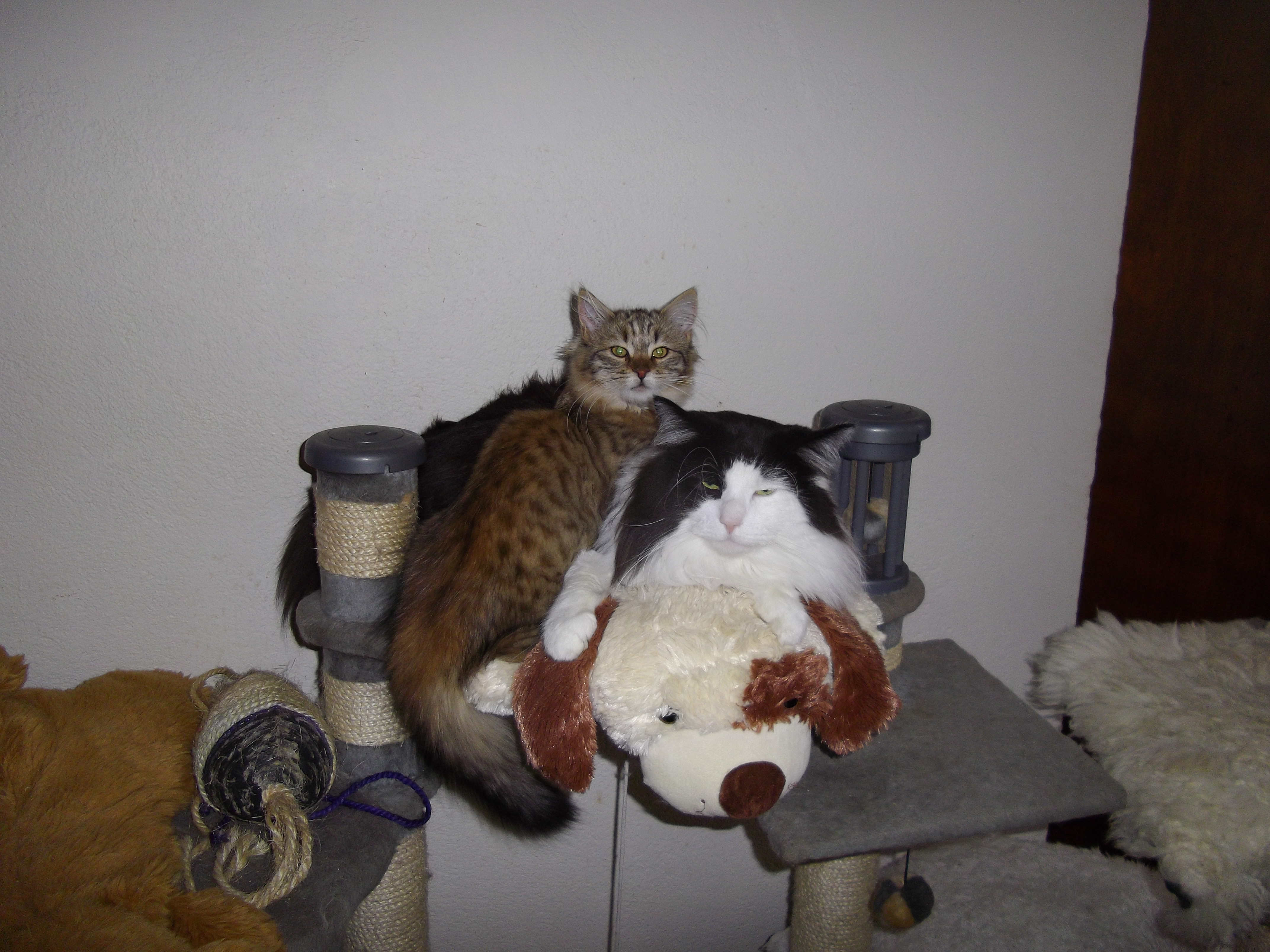 Imgp0676