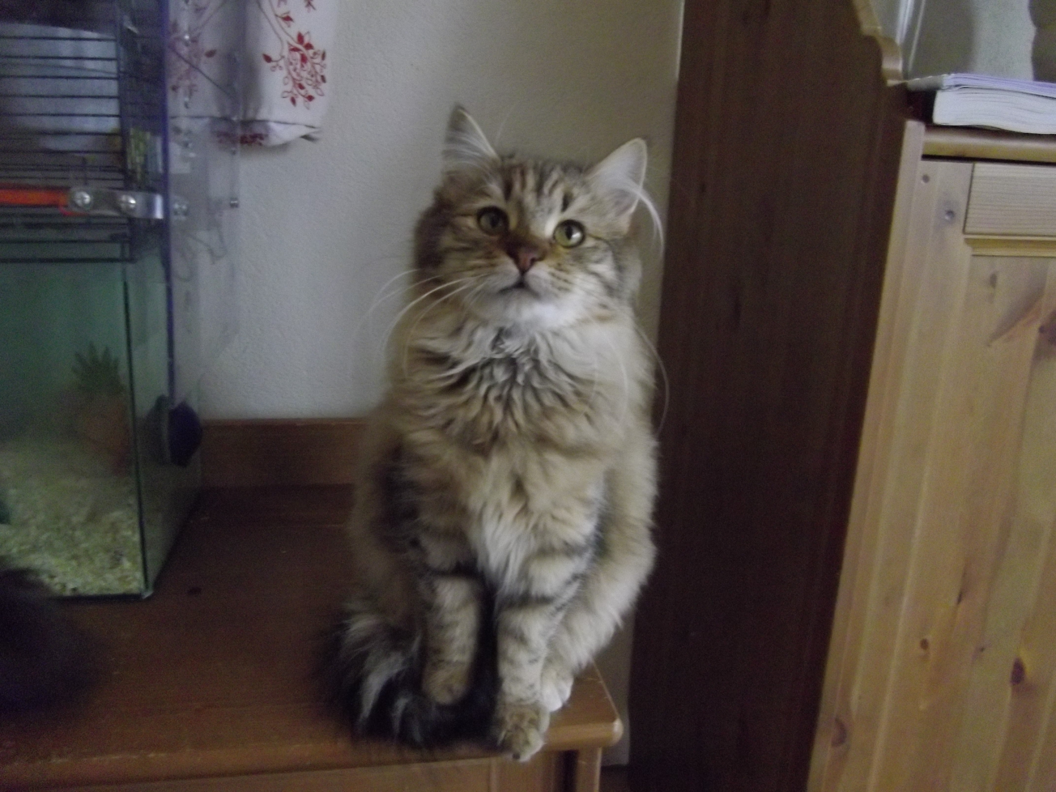 Imgp0701