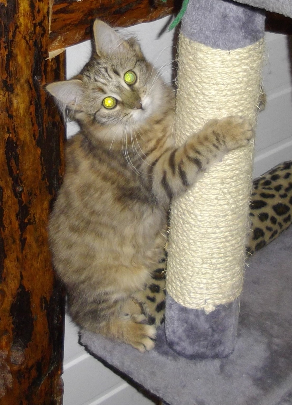 Royal canin