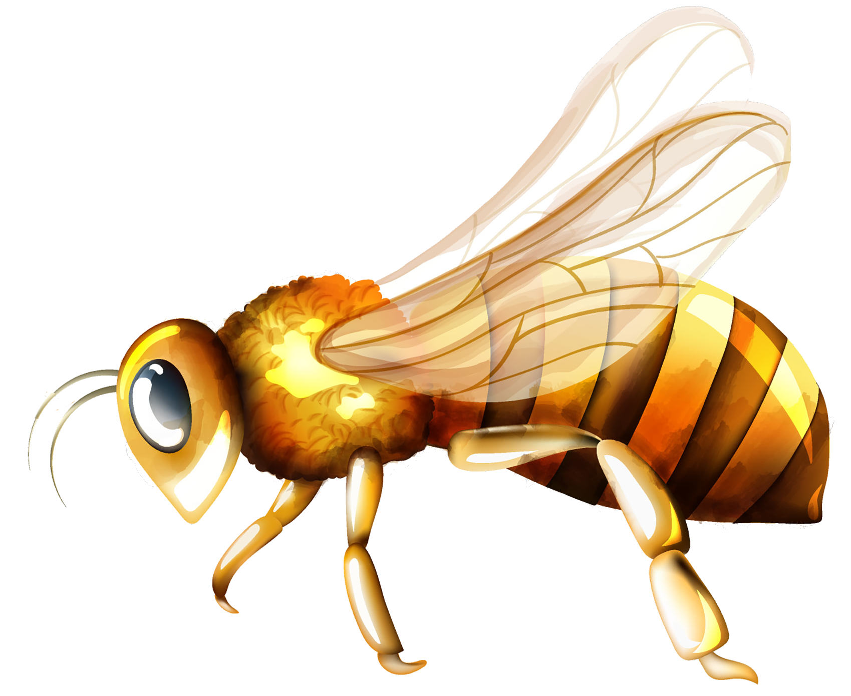 Abeille-seule
