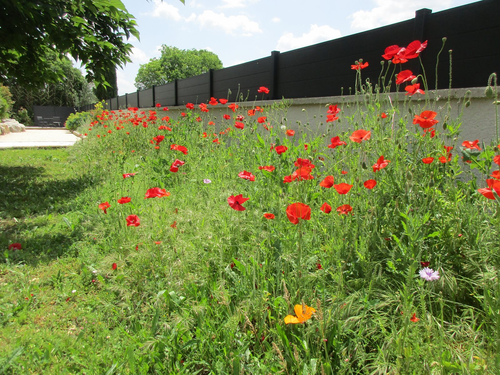Coquelicots fleuris