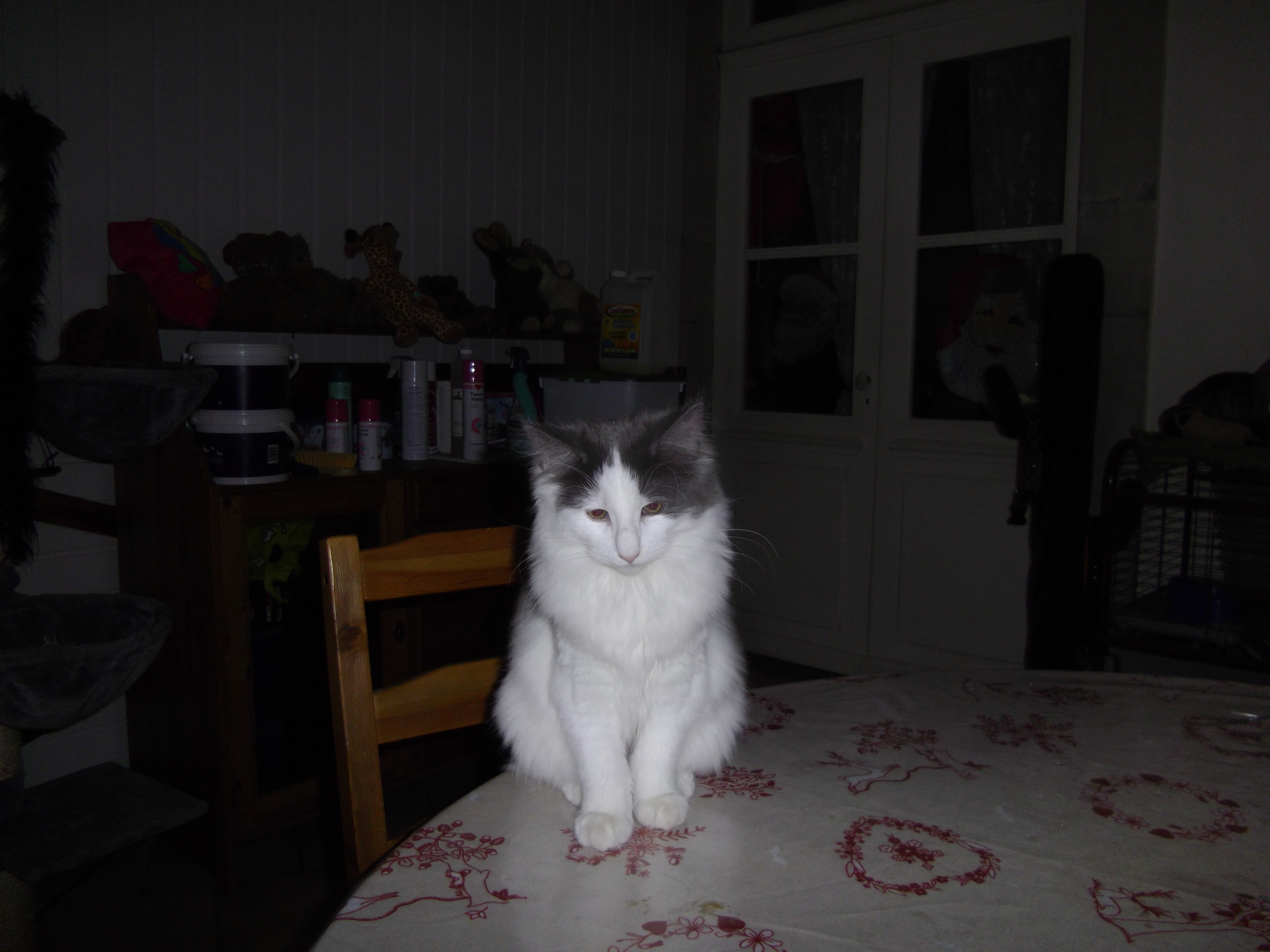Imgp0595