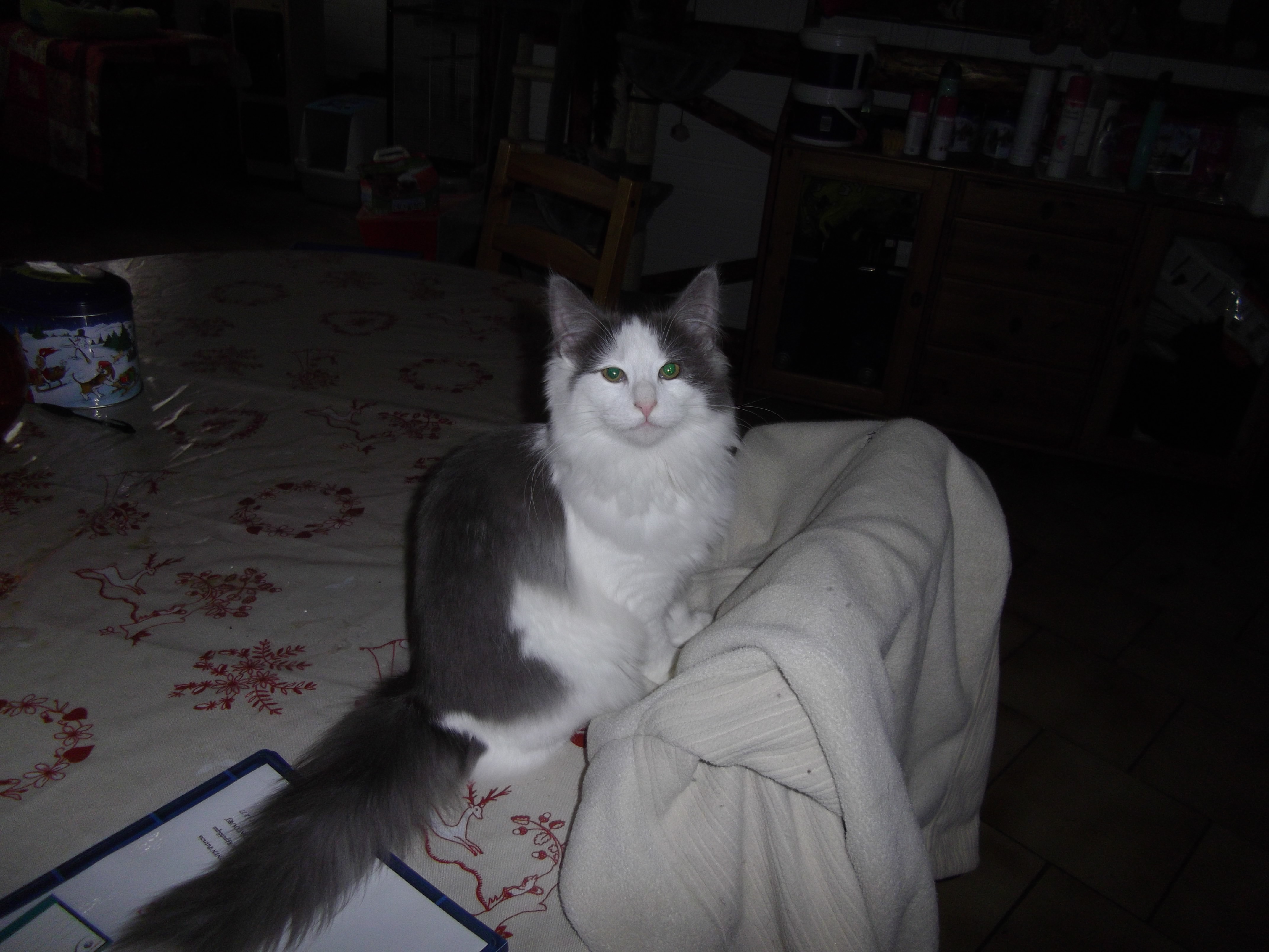 Imgp0601