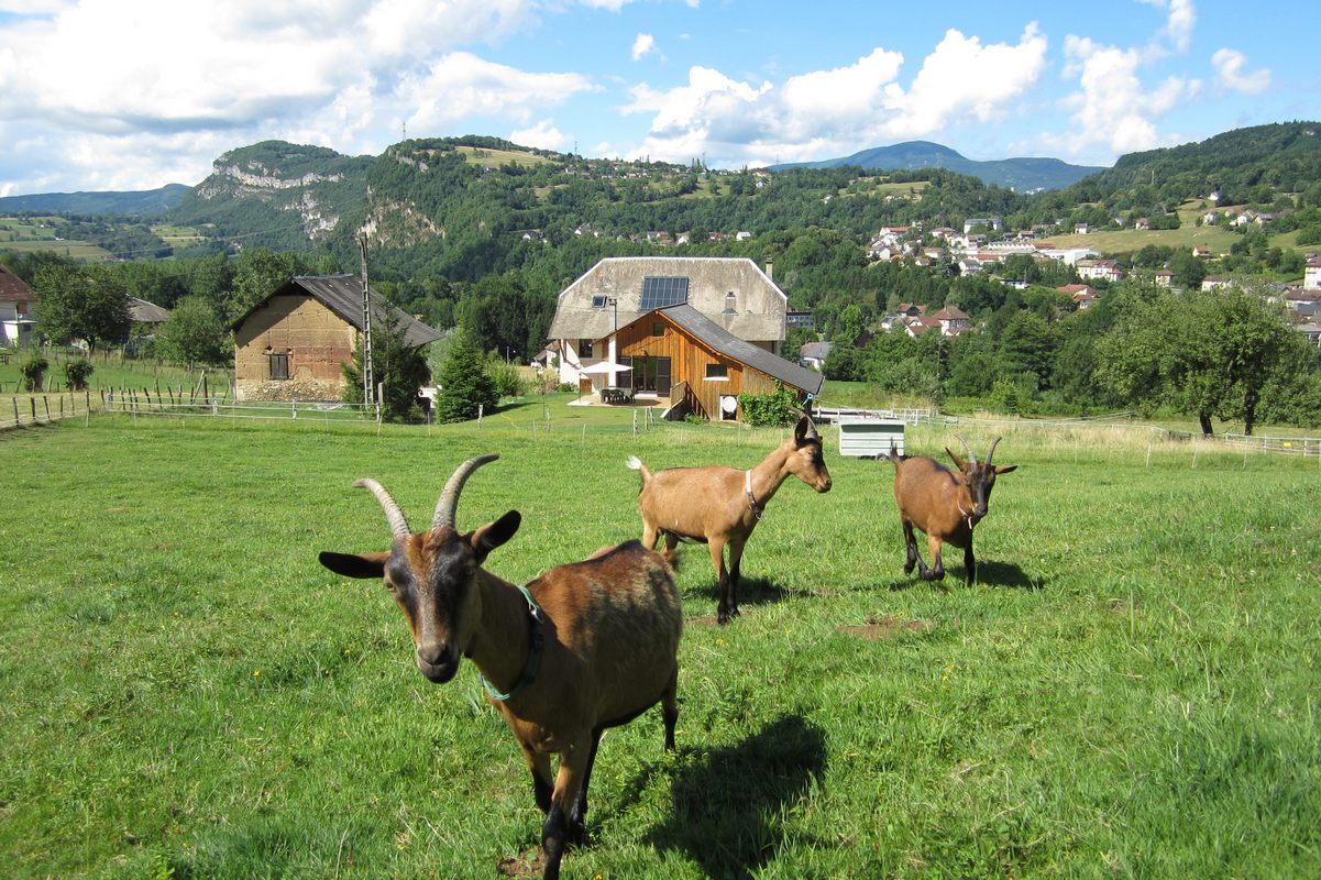 Vue d ensemble corps de ferme avec chevres