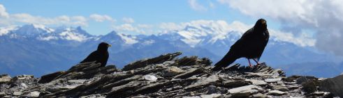 Chocards à bec jaune et vue sur les Alpes valaisannes suisses