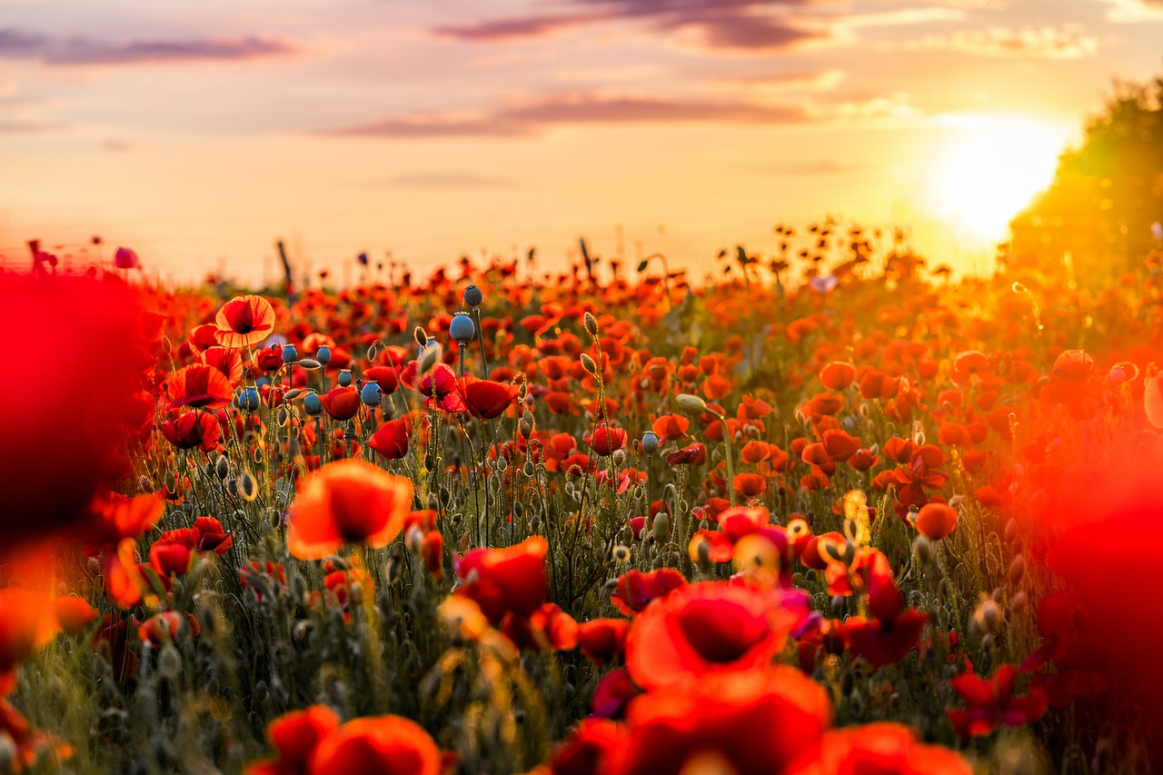 Coquelicots-avec-coucher-de-soleil