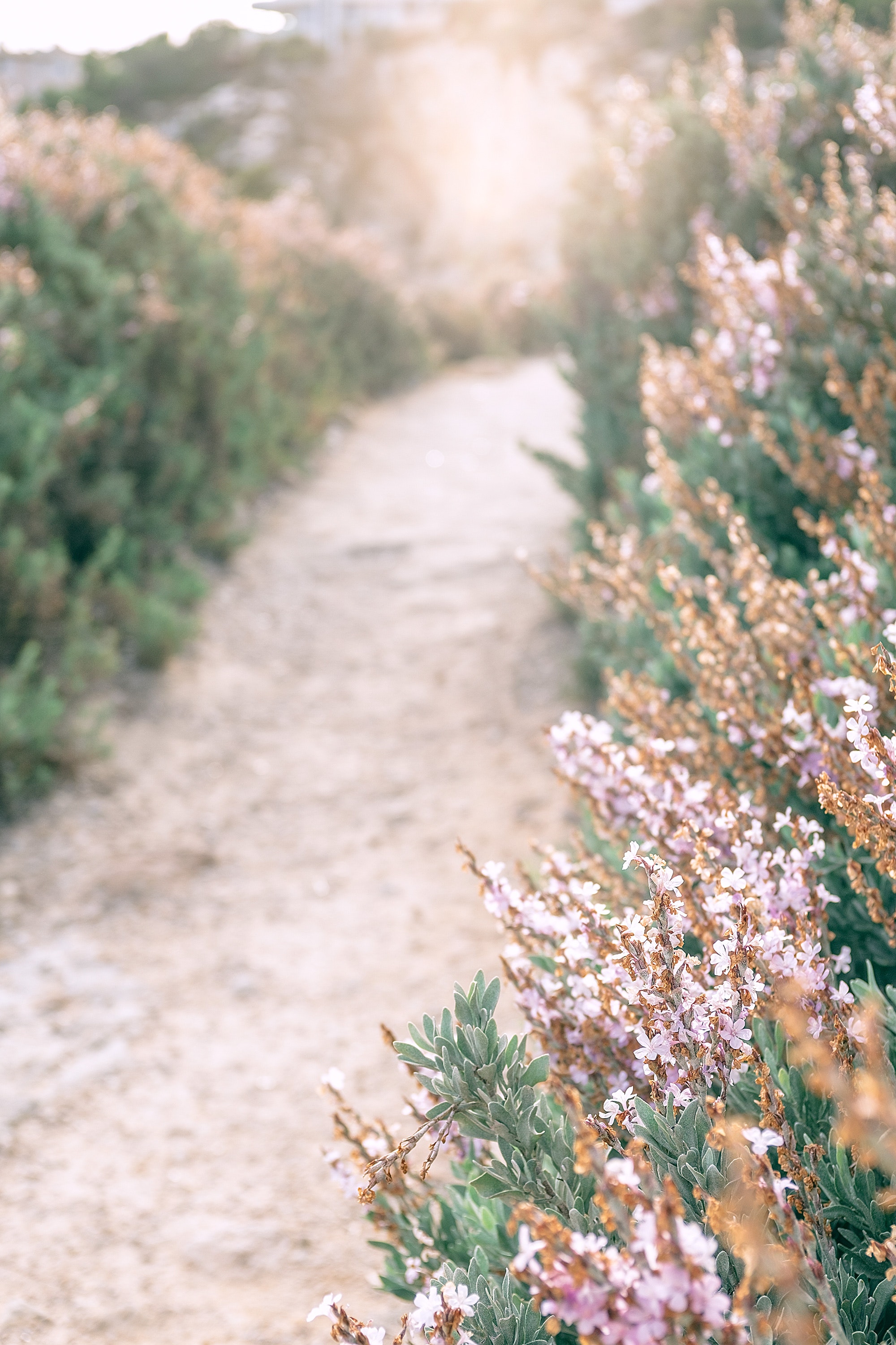Pexels-maria-orlova-4913316-fleurs-chemin