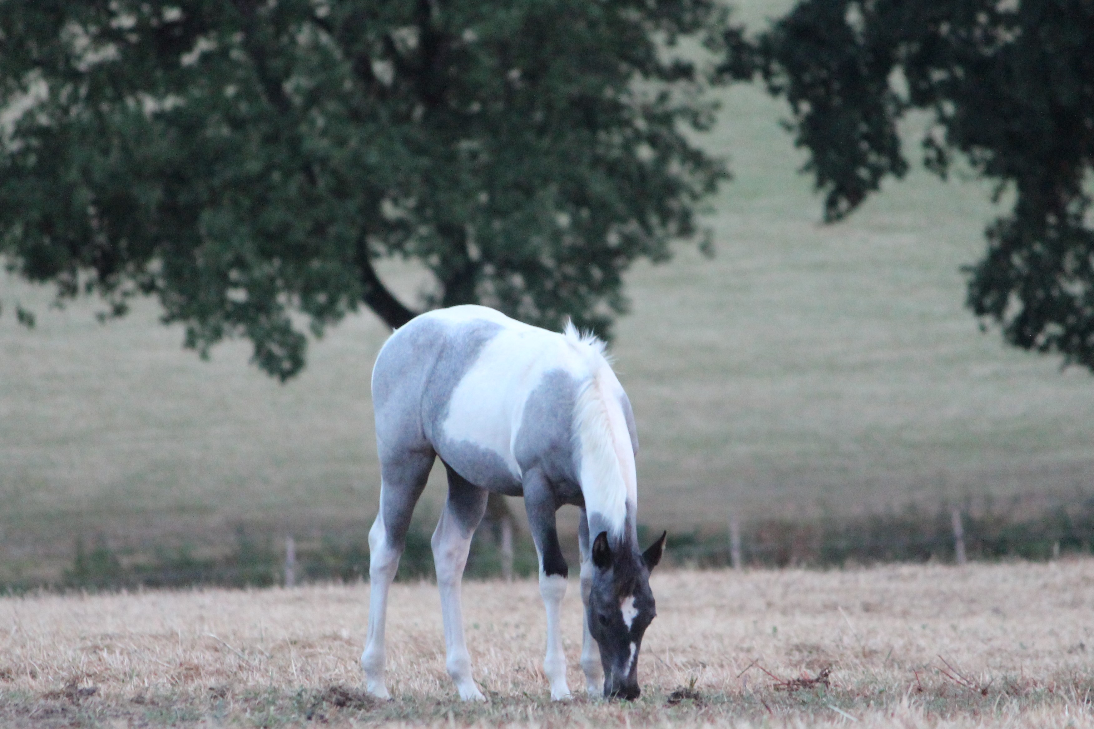 X img 3521