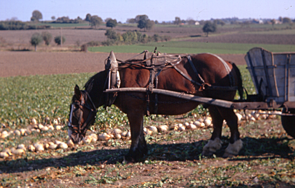 Cheval 