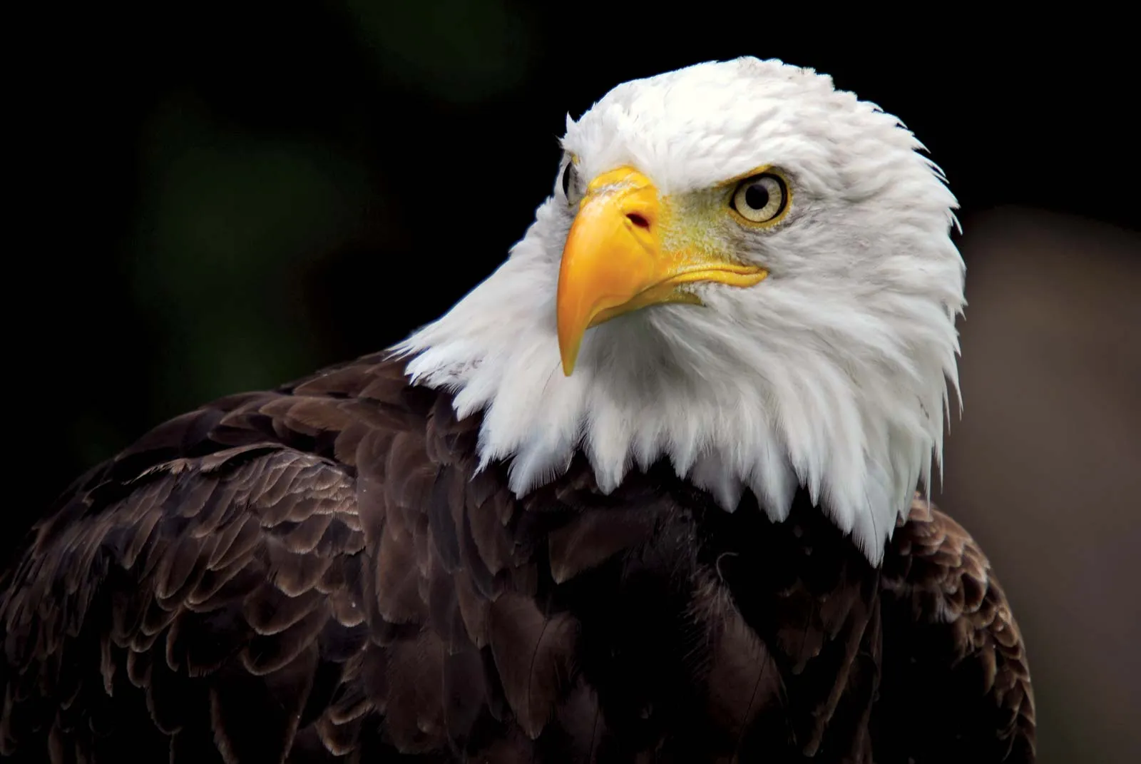 Bald-eagle