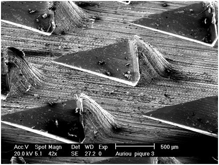 Dentes de râpes vue à la loupe binoculaire. Grossissment : x 42.