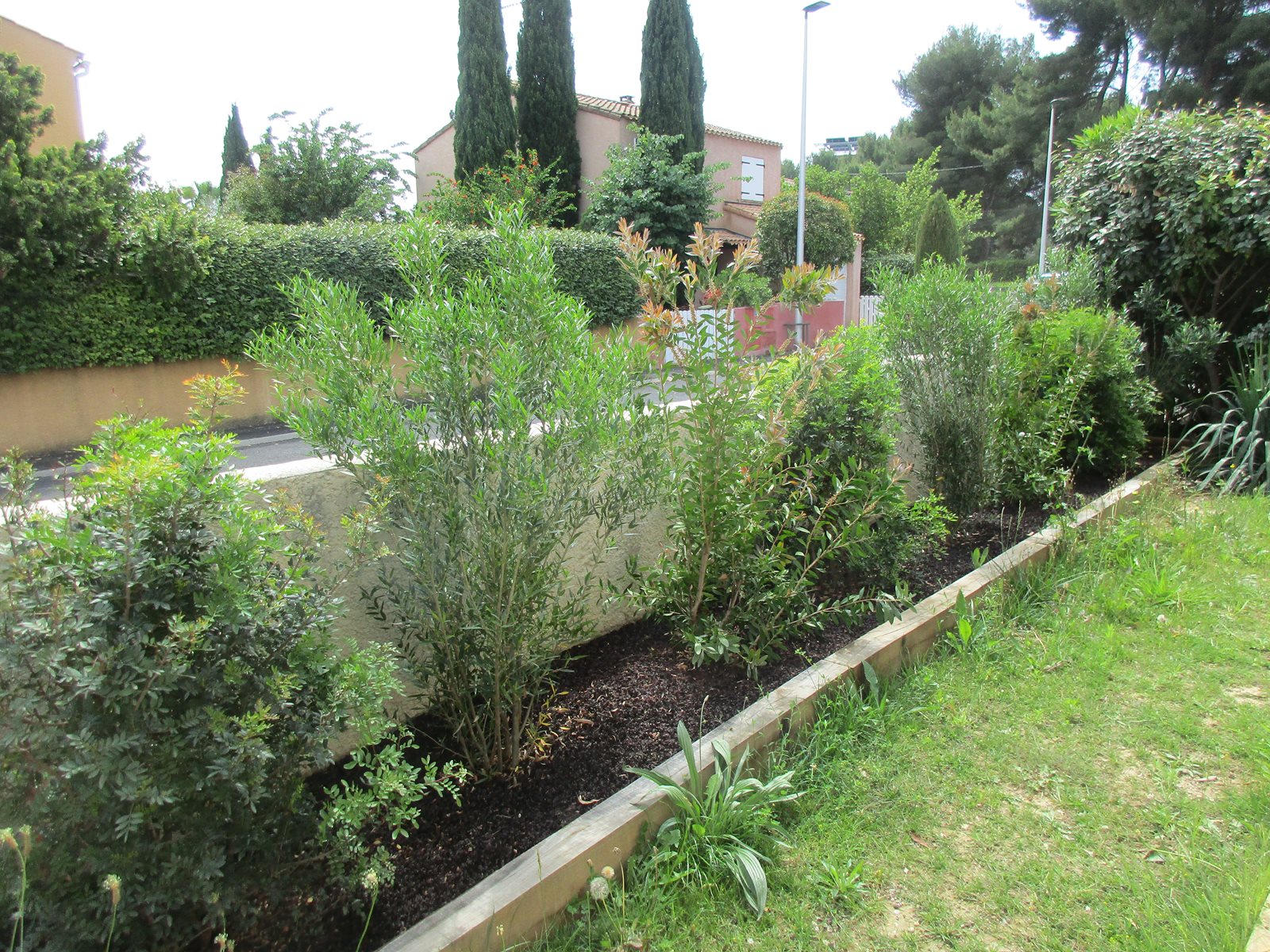 Haie mediterranenne mixte montpellier