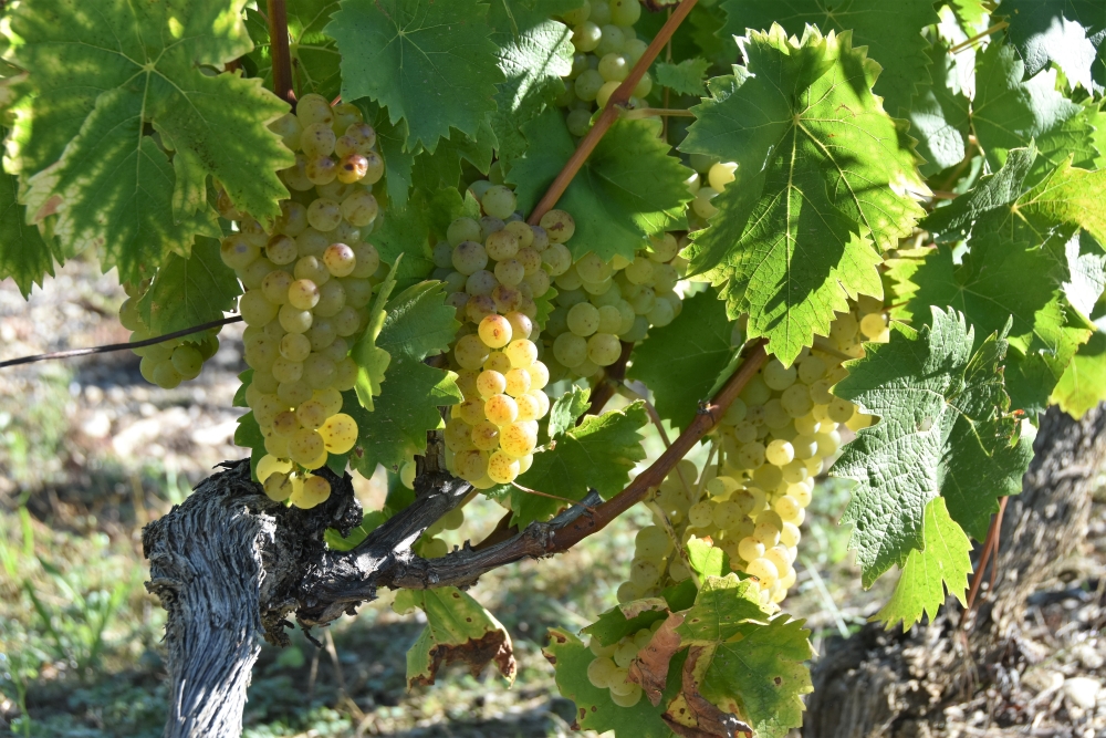 2021vigne05